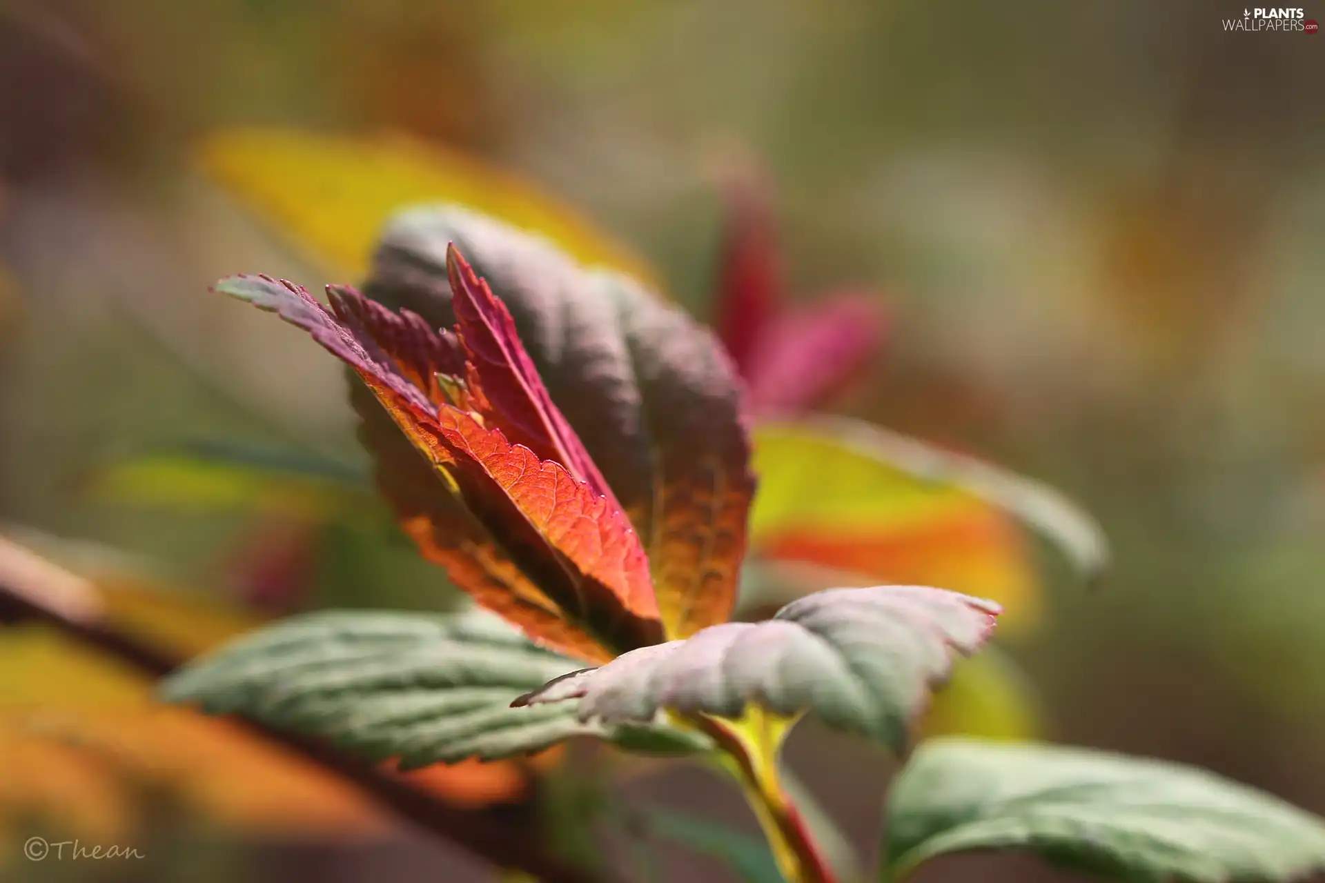 Japanese Spirea, Red, Leaf, Bush