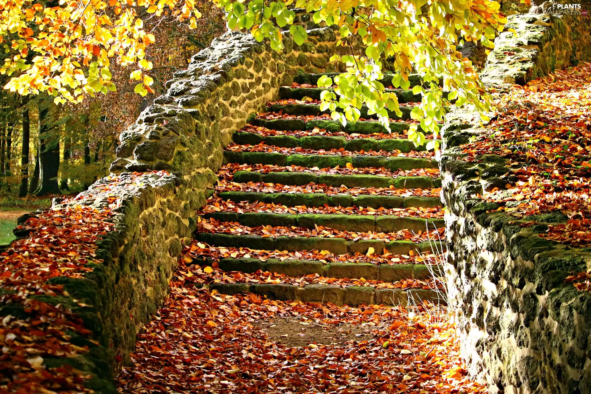 fallen, Leaf, Stairs, ledge, autumn