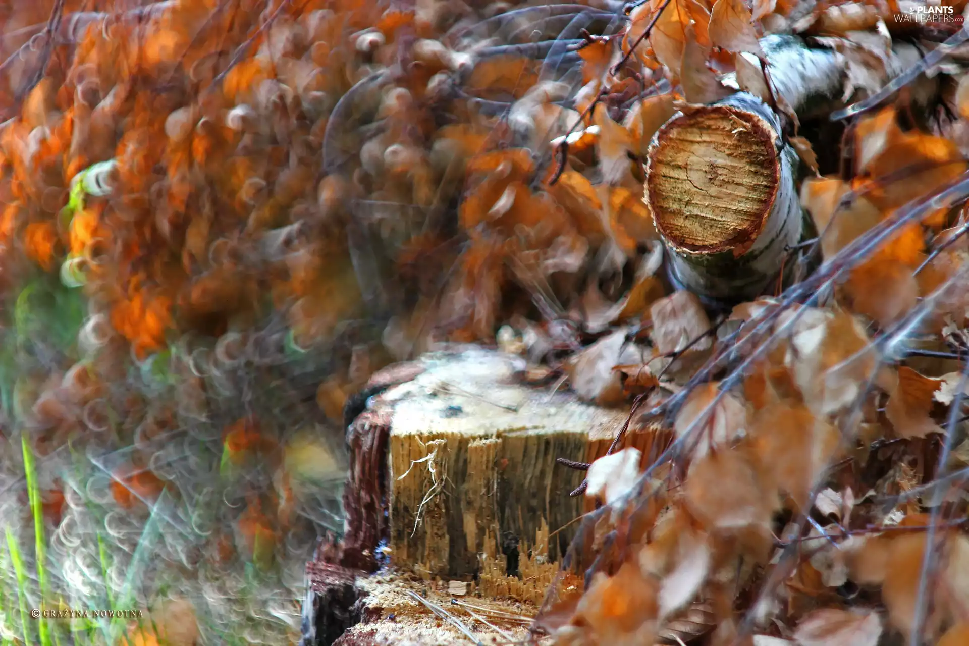 dry, Leaf, Stems, birch, Cut