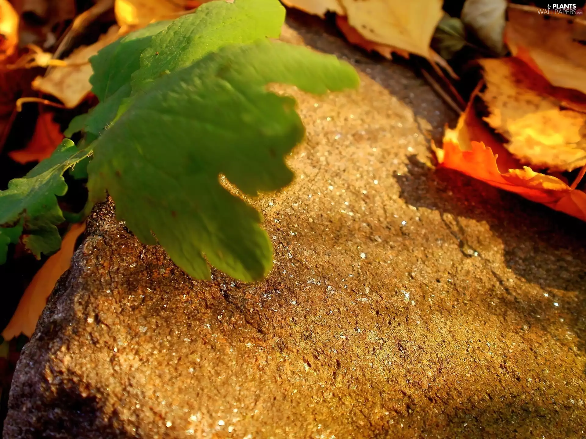 Leaf, Stone