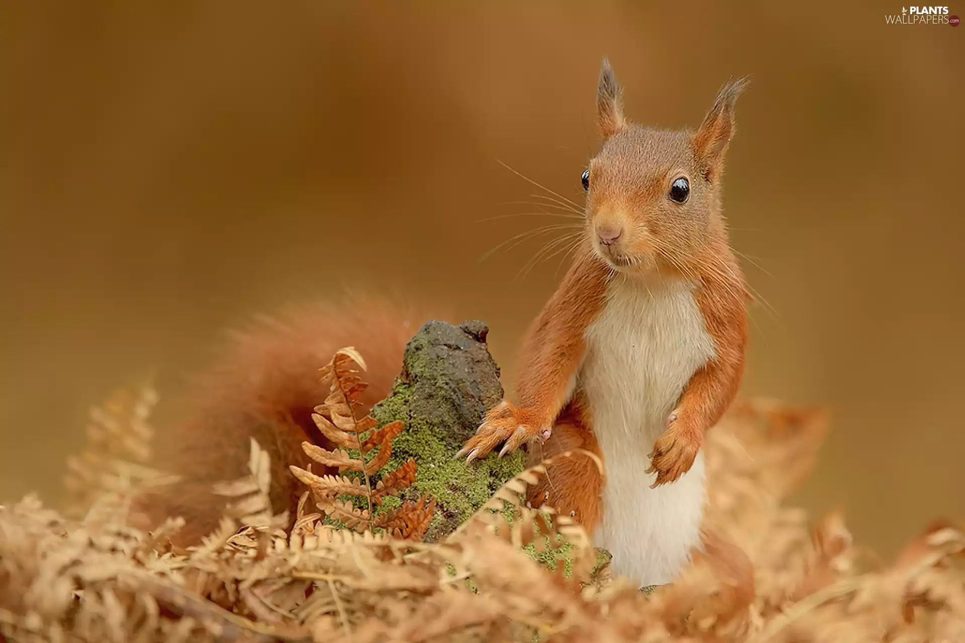 Leaf, squirrel, Stone