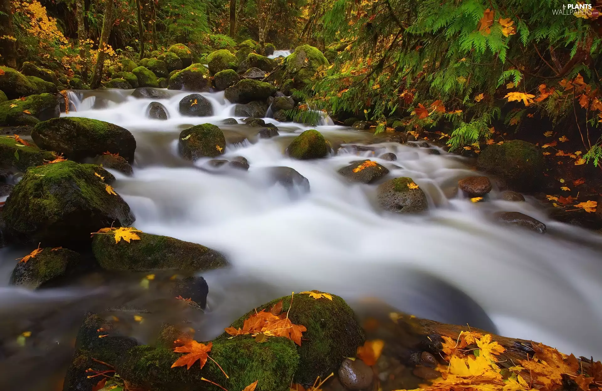 Leaf, stream, Stones