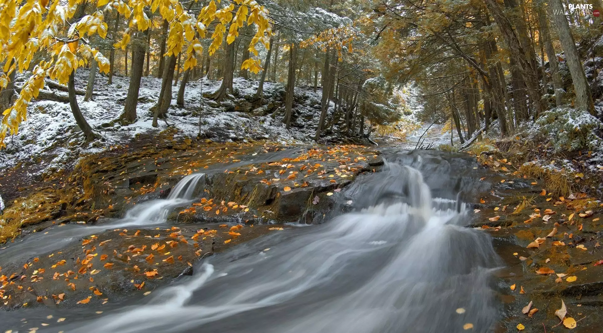 Leaf, autumn, stream
