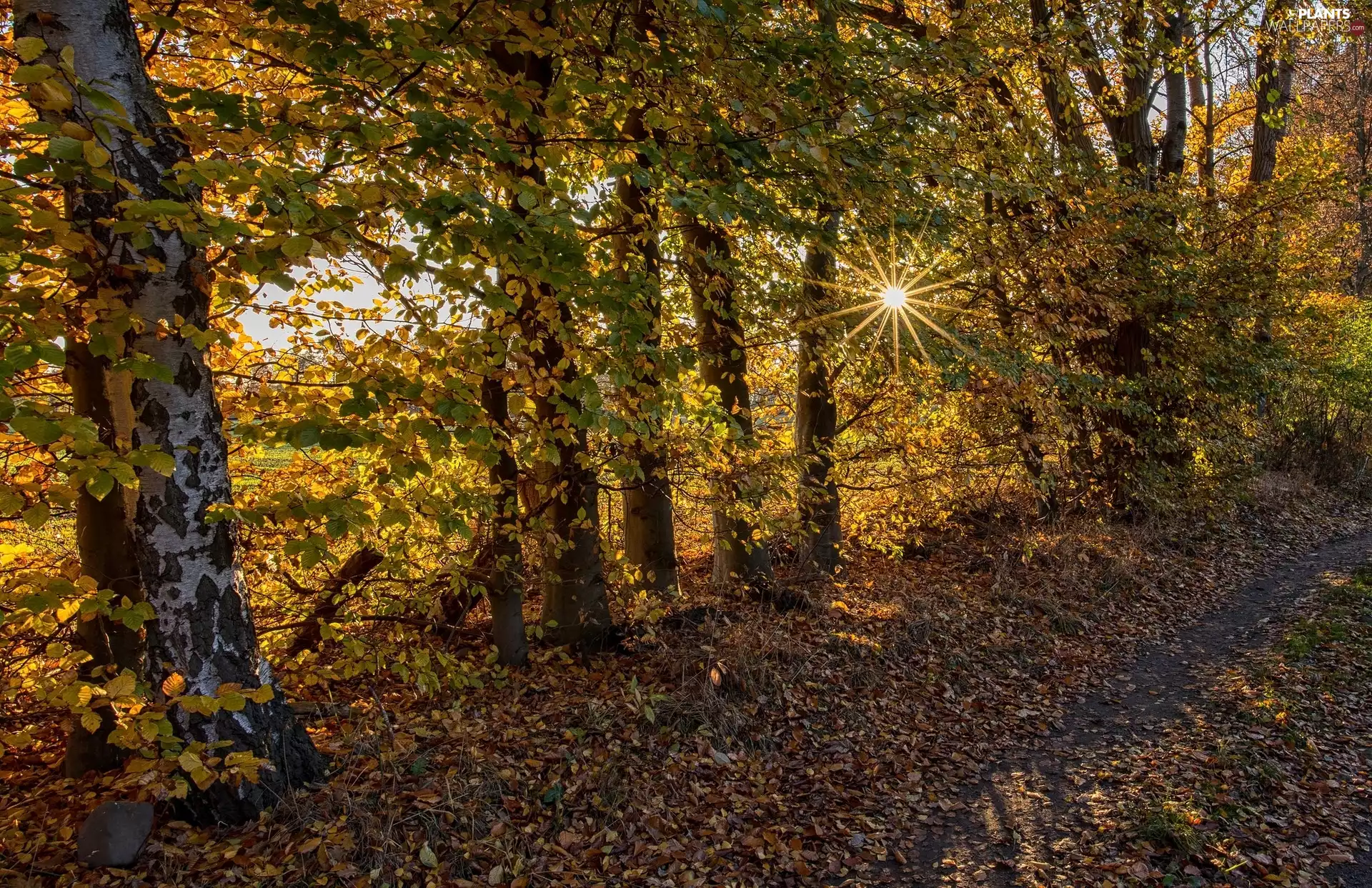 Leaf, viewes, Path, birch, trees, rays of the Sun, autumn