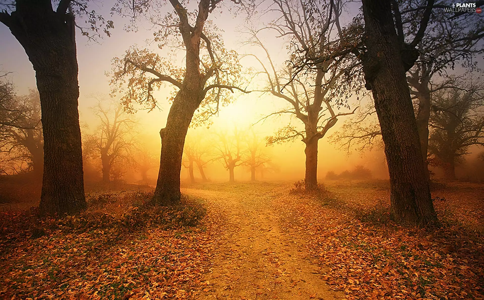 Fog, west, viewes, Leaf, trees, sun