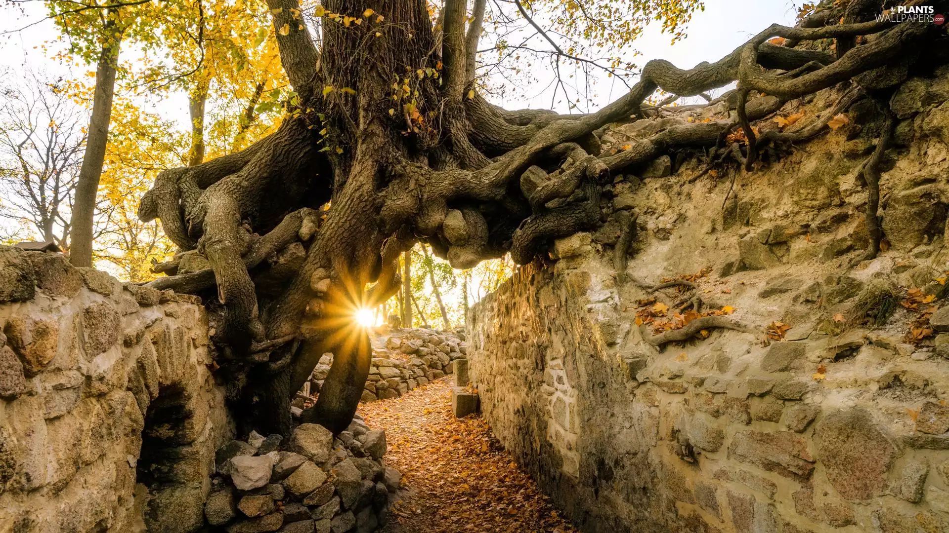 Leaf, trees, Way, viewes, autumn, rays of the Sun, wall