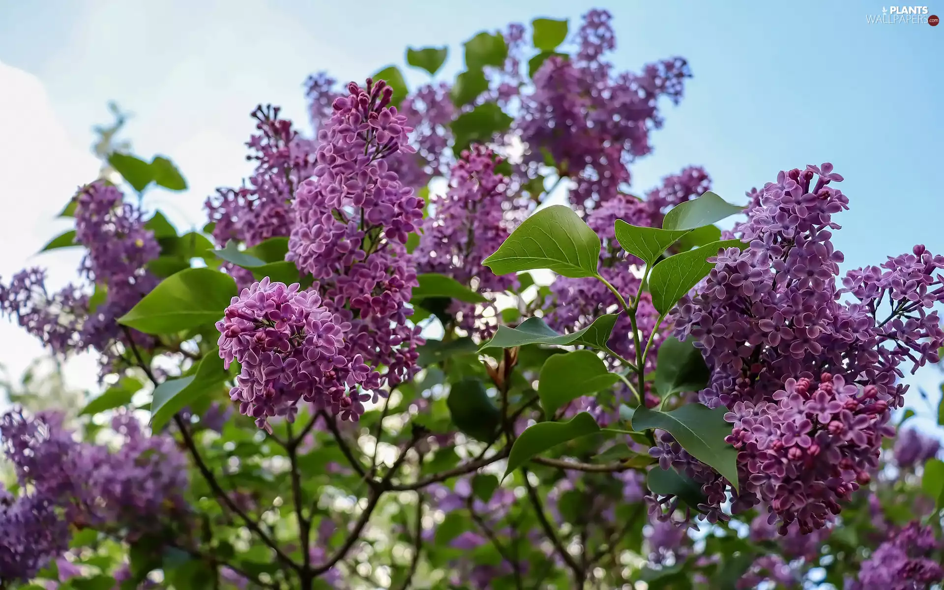 Twigs, Leaf, Syringa, without, Flowers