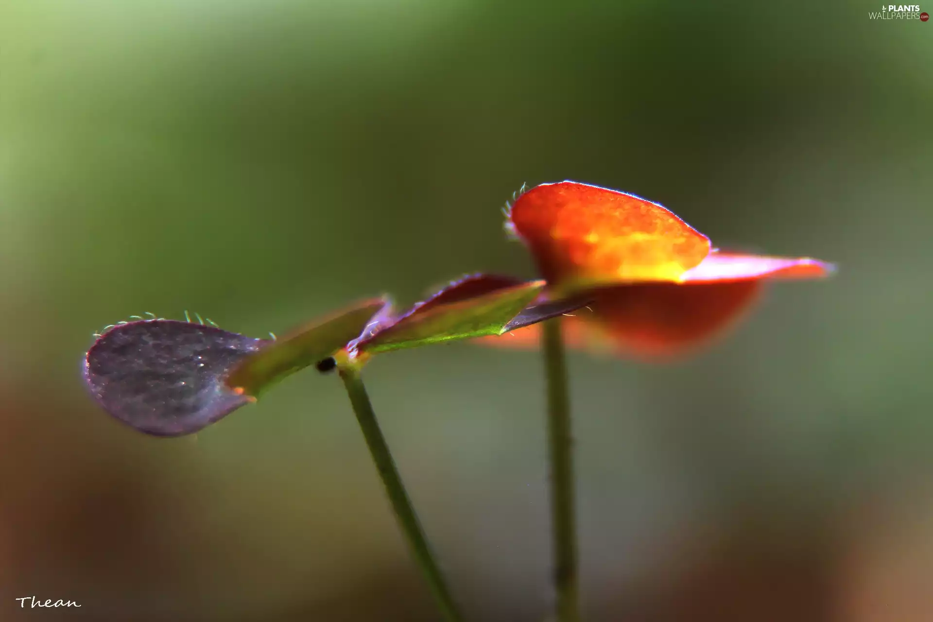 The herb, color, Leaf