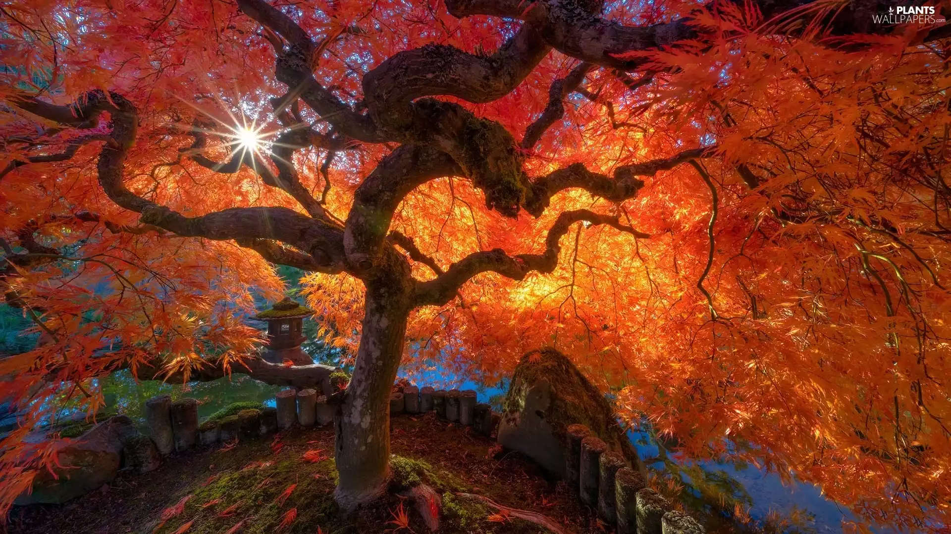 Leaf, autumn, Maple Palm, rays of the Sun, trees