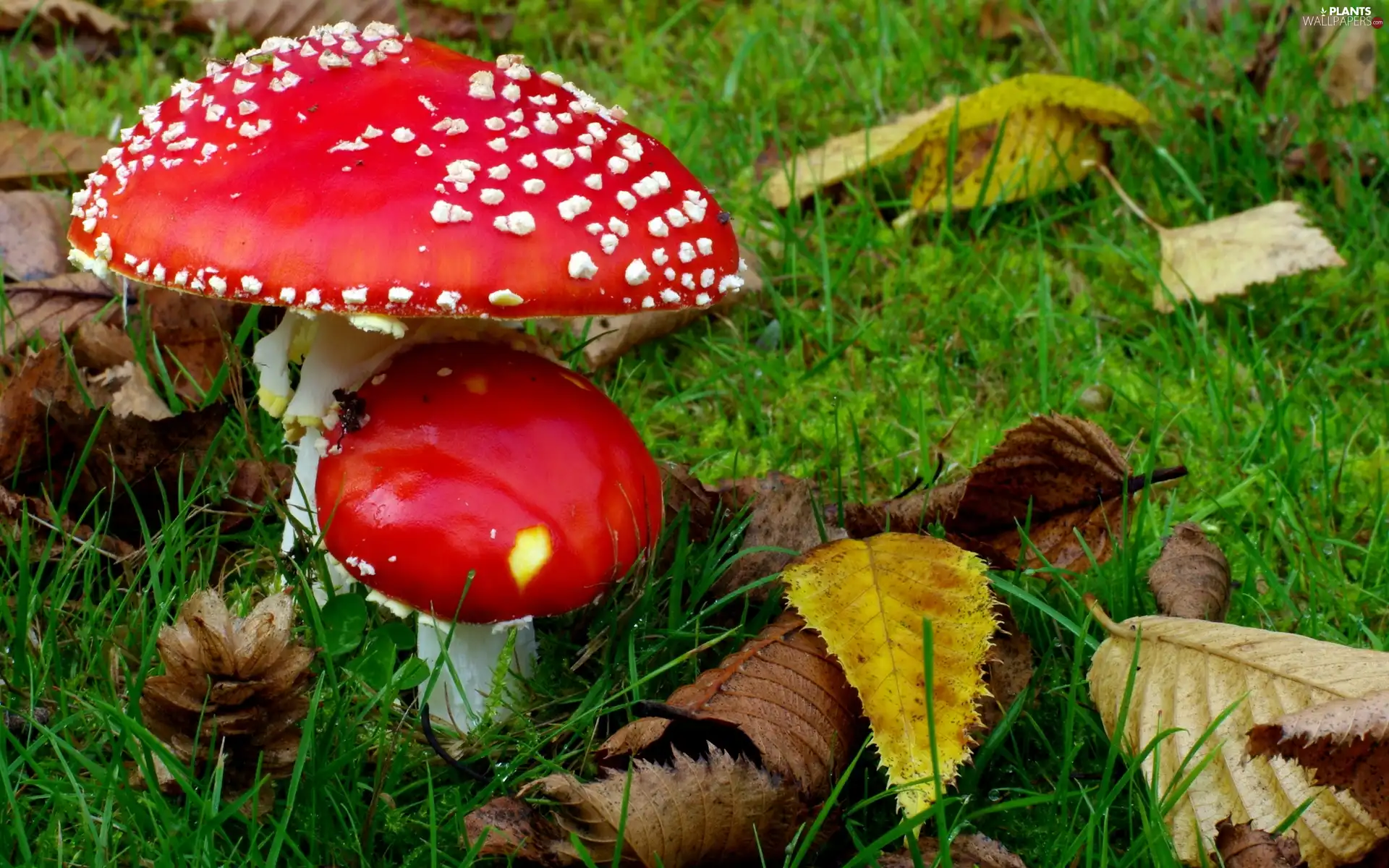 toadstools, withered, Leaf, In The Grass