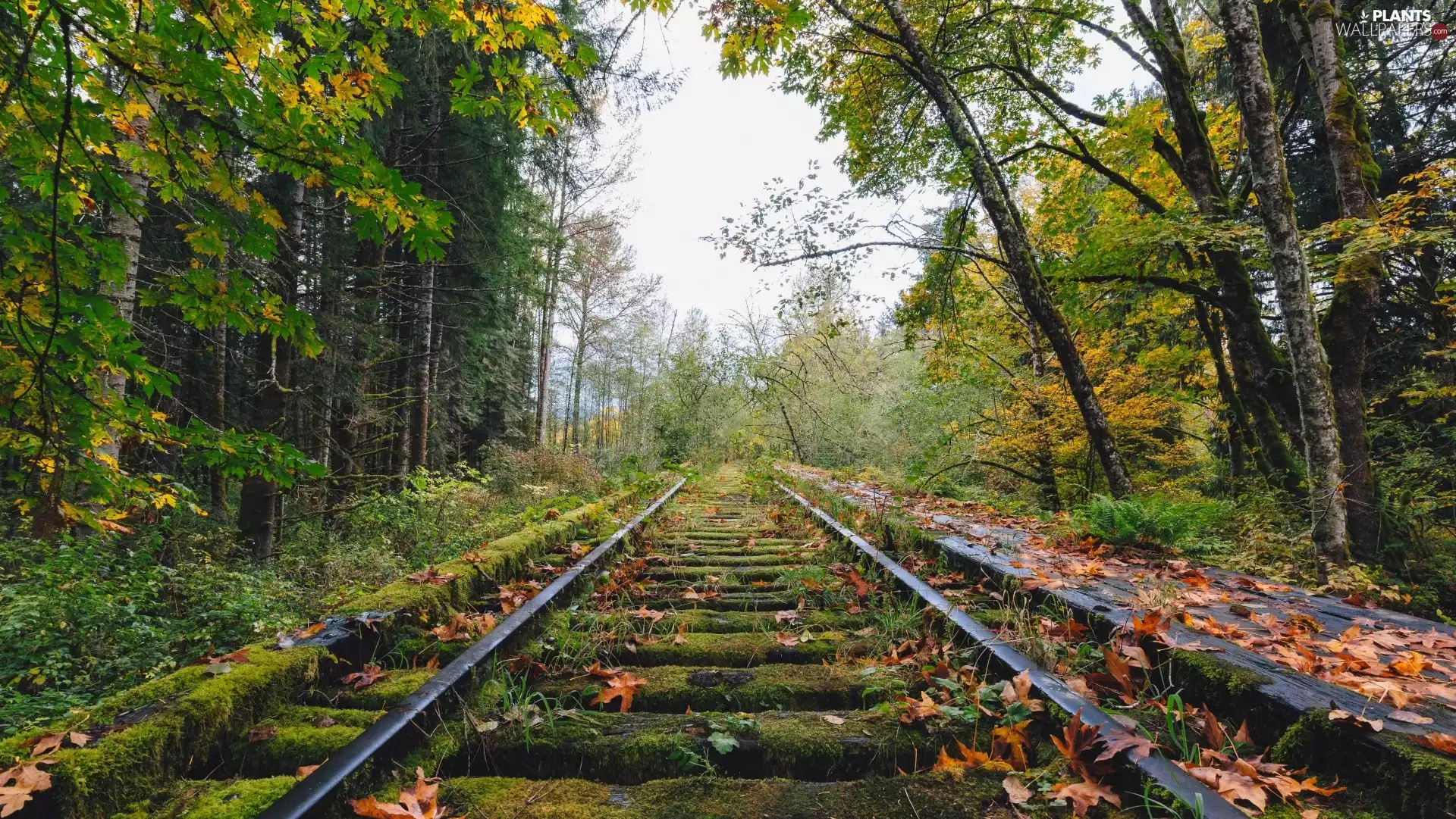 trees, Railroad Tracks, Moss, forest, autumn, viewes, Leaf