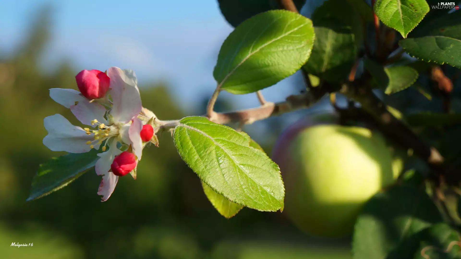 fruit, apple-tree, Leaf, trees, Colourfull Flowers