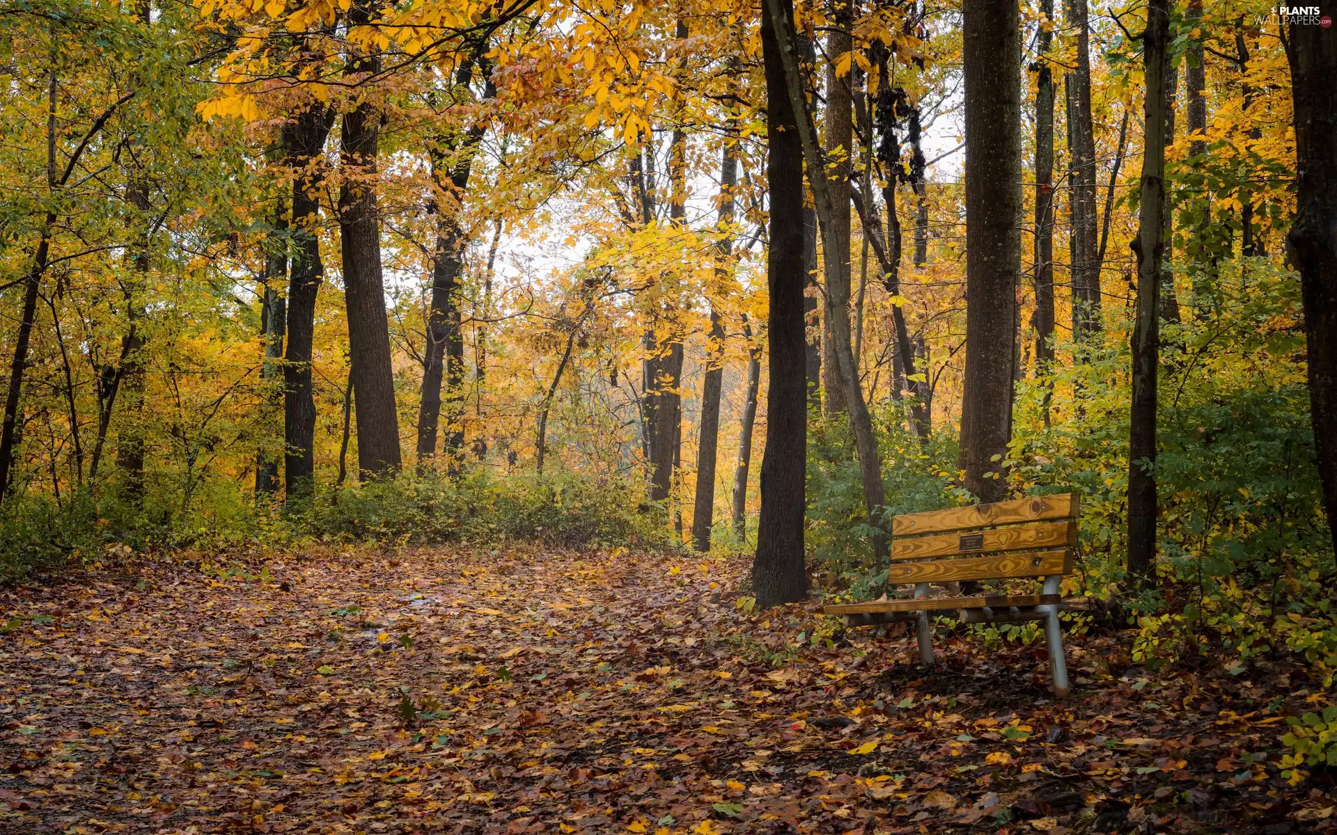 viewes, Park, autumn, Leaf, Bench, trees