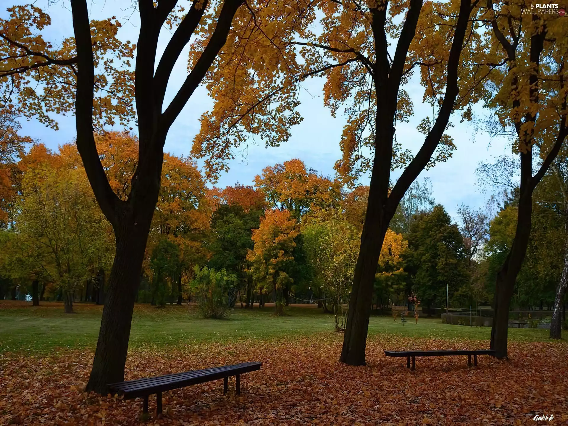 bench, Leaf, trees, viewes, autumn
