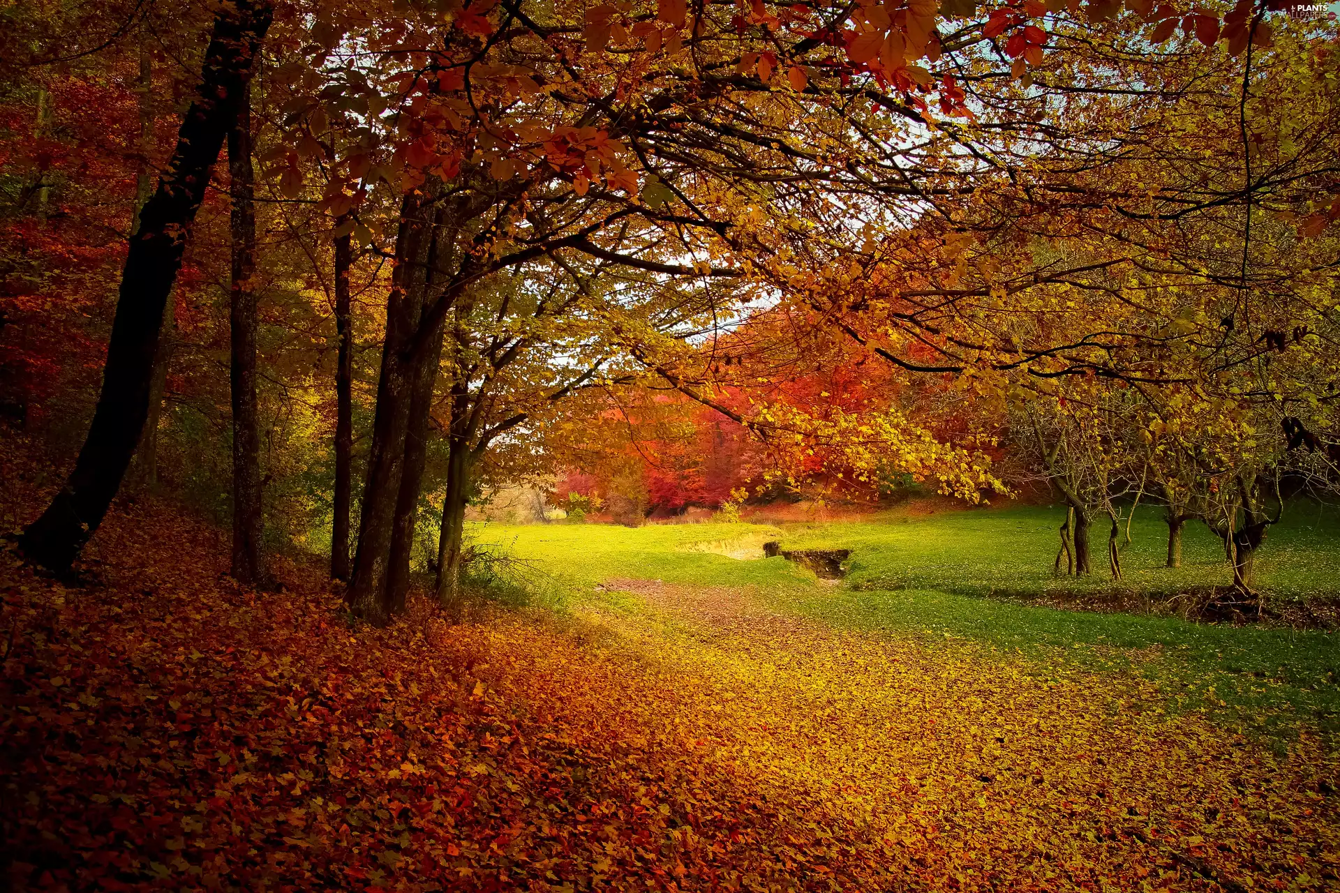 color, Leaf, trees, viewes, autumn