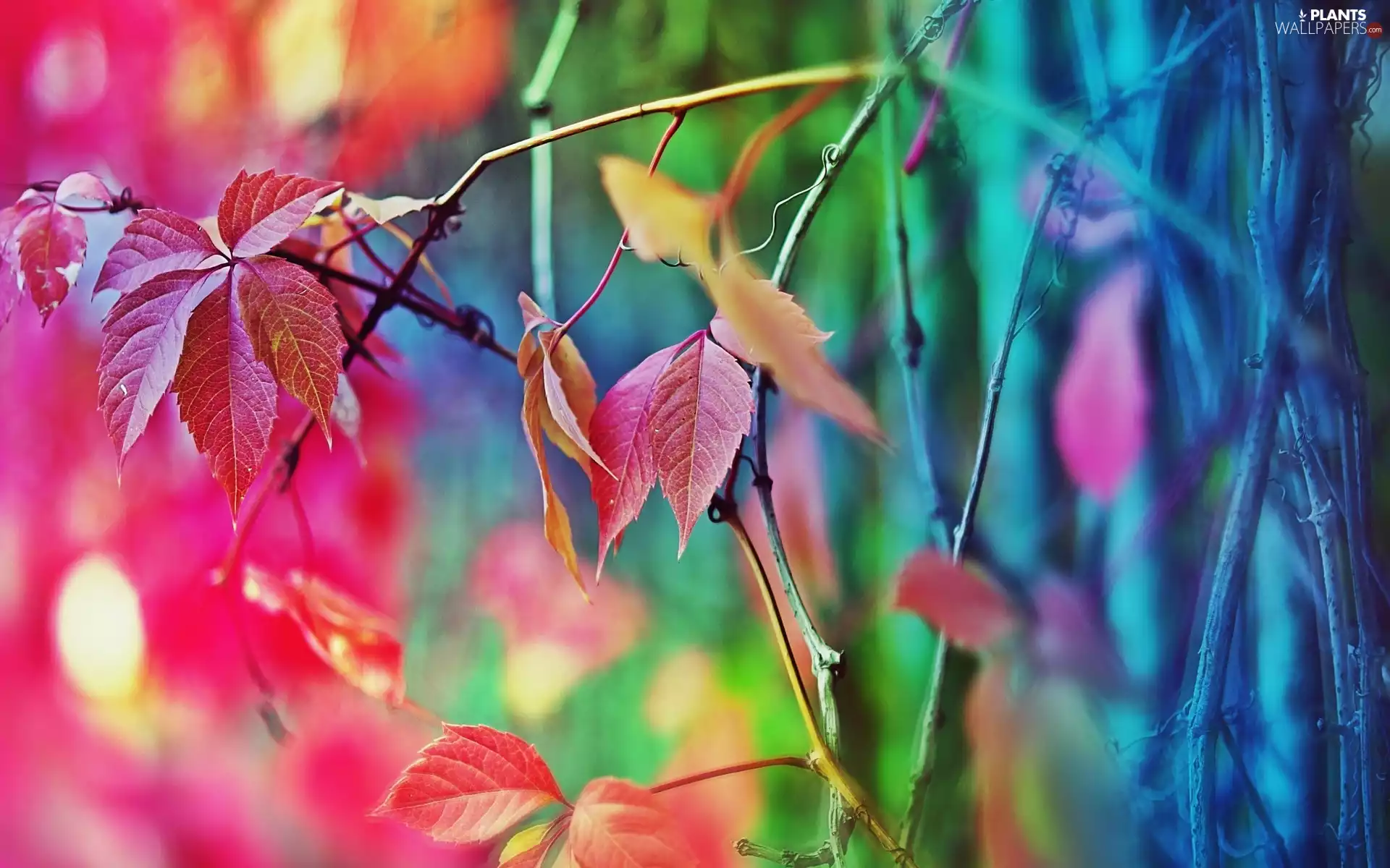 color, Leaf, trees, viewes, autumn