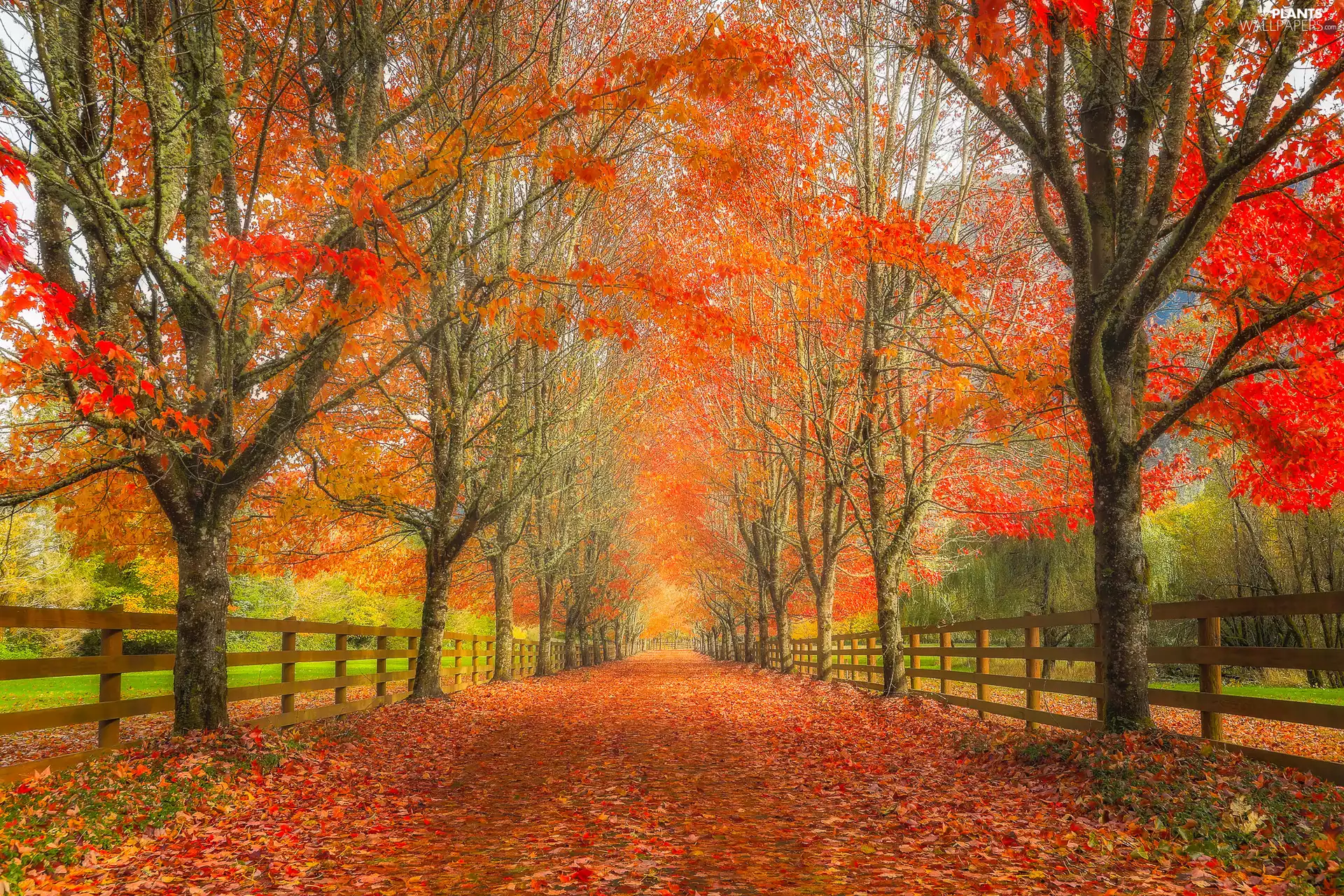 viewes, Path, autumn, Leaf, fence, trees