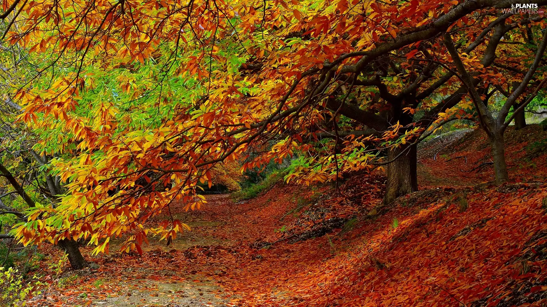 forest, Leaf, trees, viewes, autumn