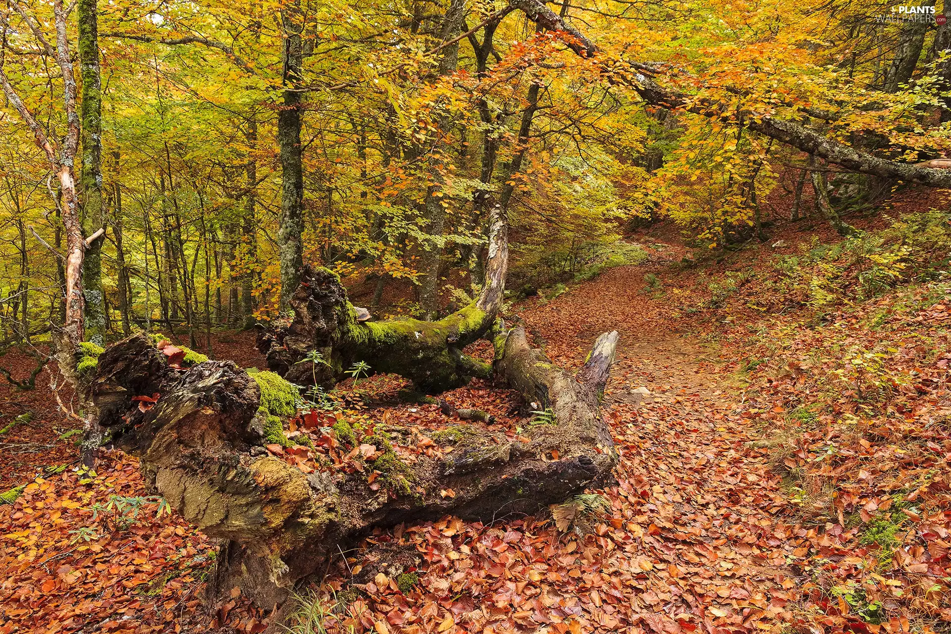 viewes, forest, autumn, Leaf, VEGETATION, trees