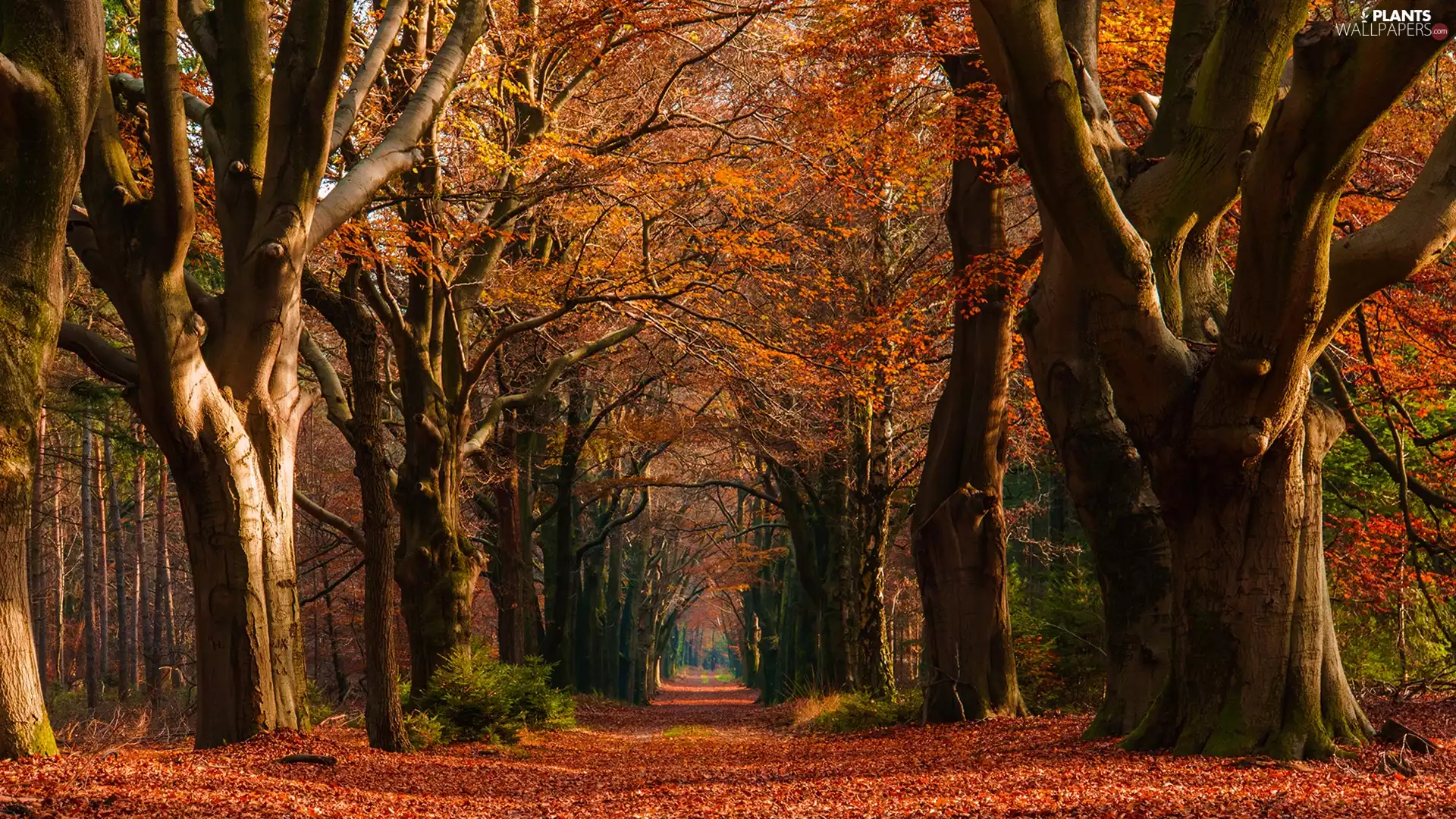 viewes, forest, autumn, Leaf, Way, trees