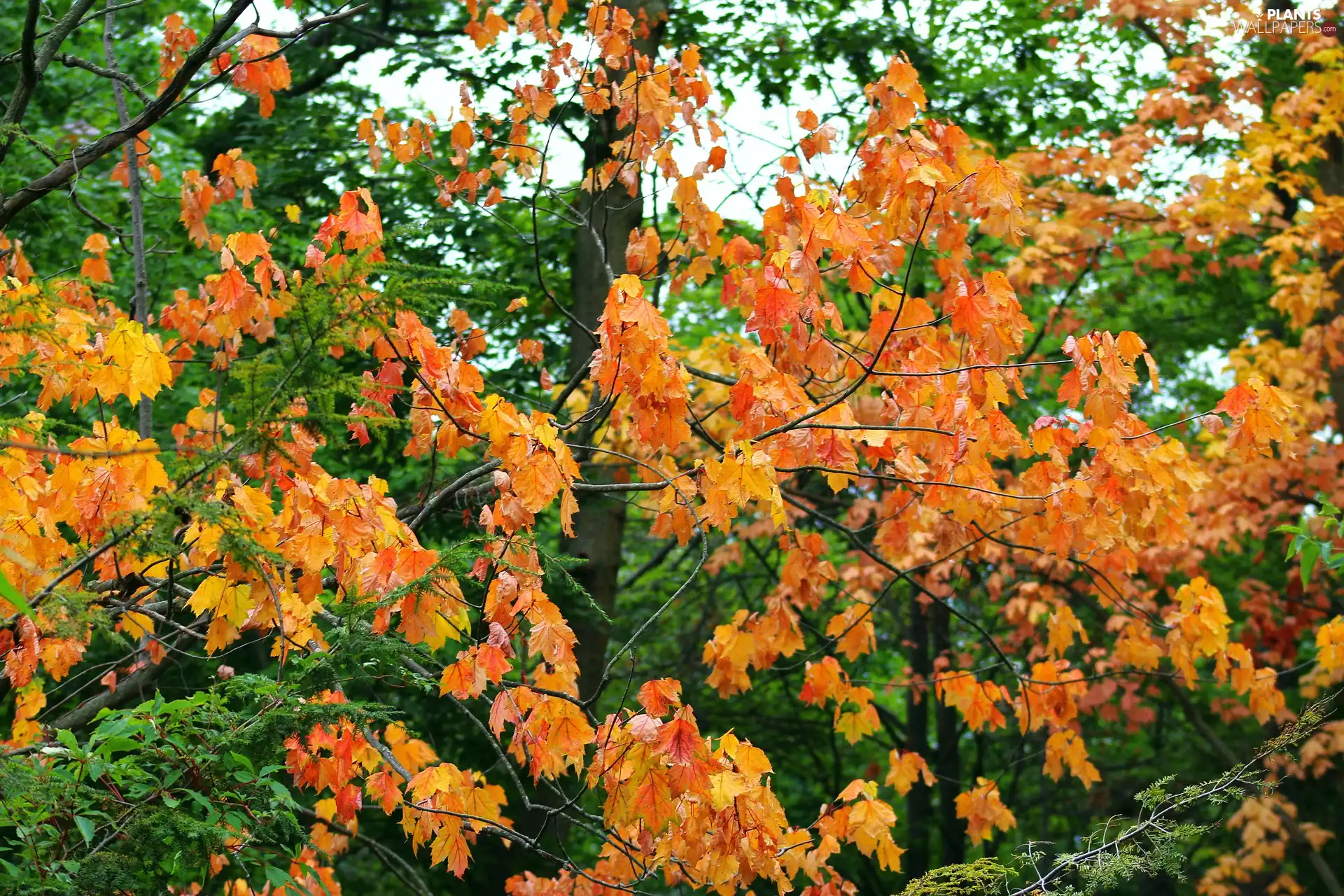 Yellow, Leaf, trees, viewes, autumn