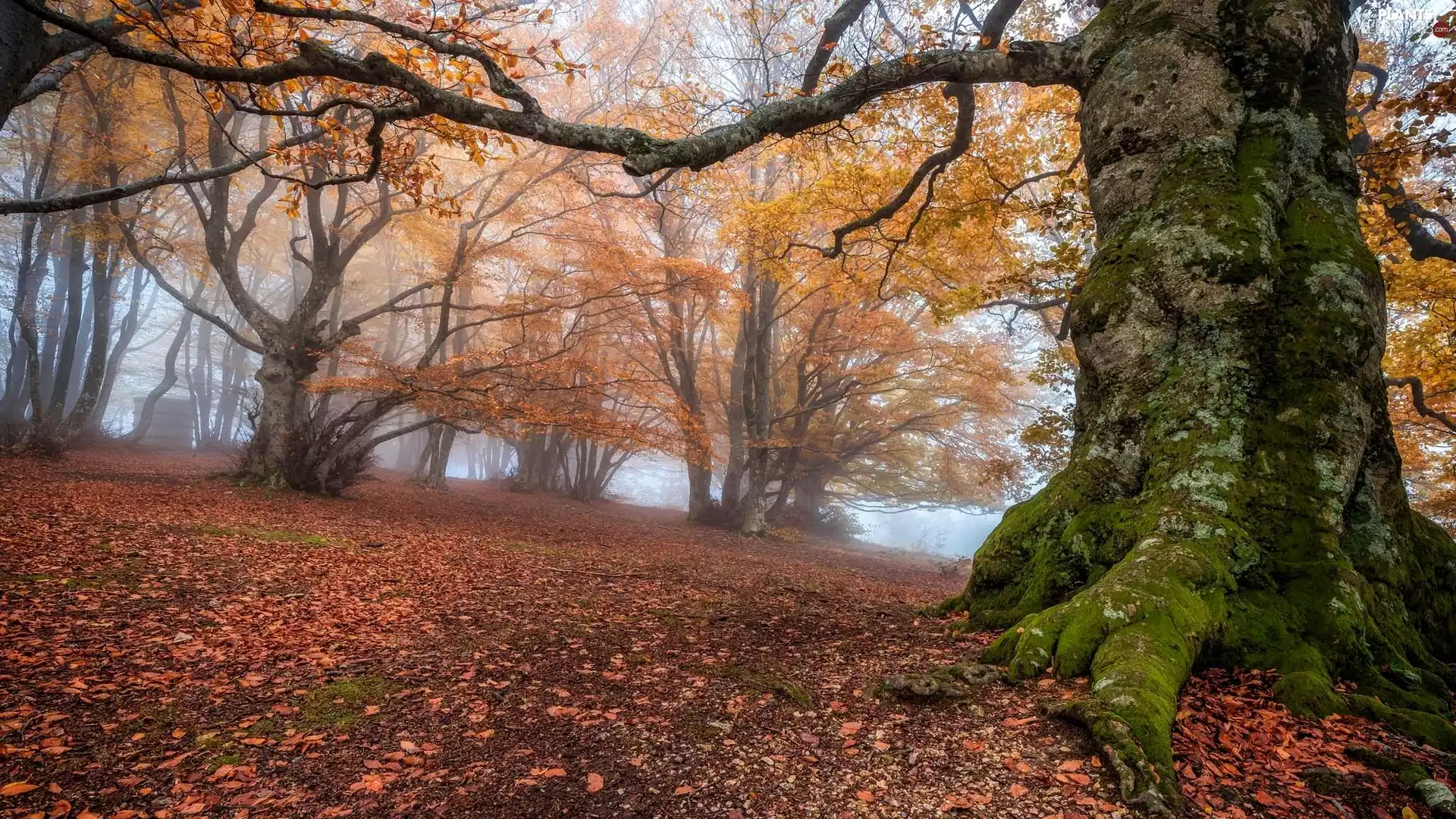 Yellowed, Leaf, trees, viewes, autumn