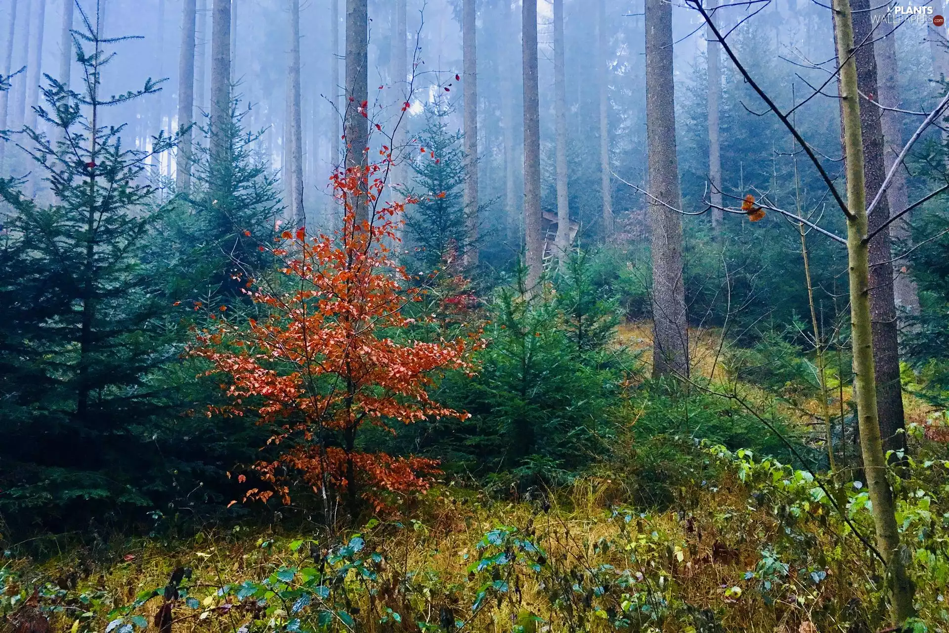 viewes, forest, Brown, Leaf, Fog, trees