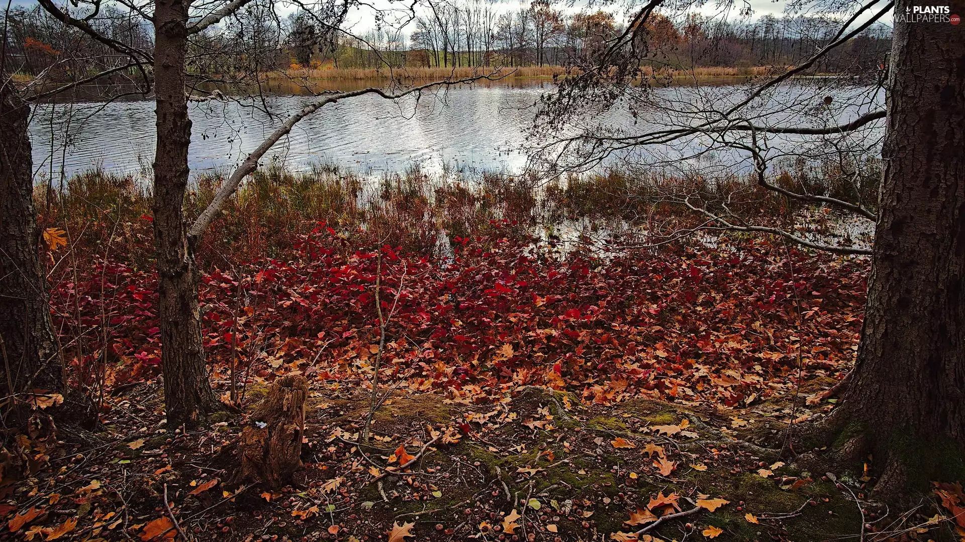 viewes, River, color, Leaf, grass, trees