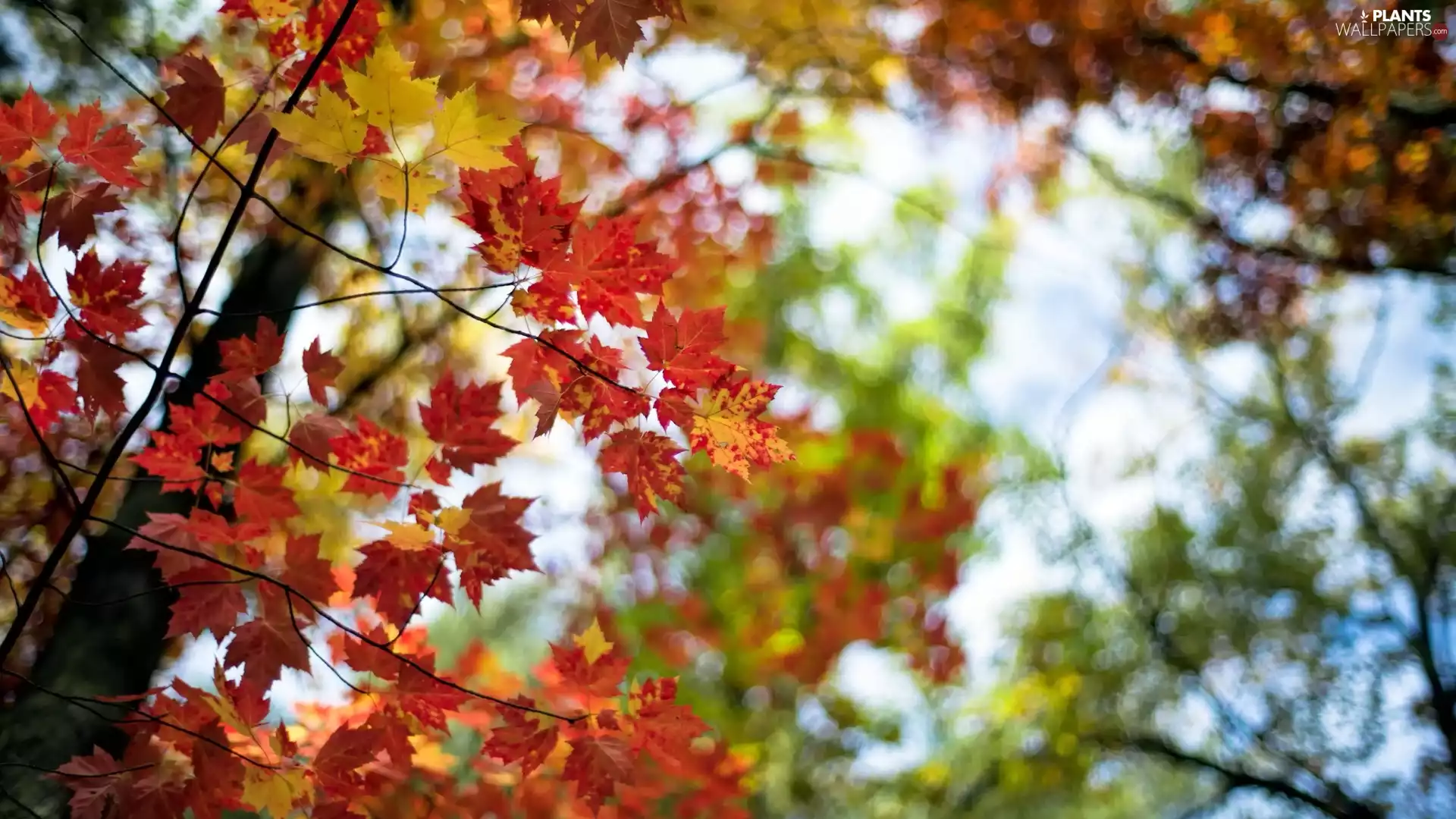 viewes, autumn, color, Leaf, maple, trees