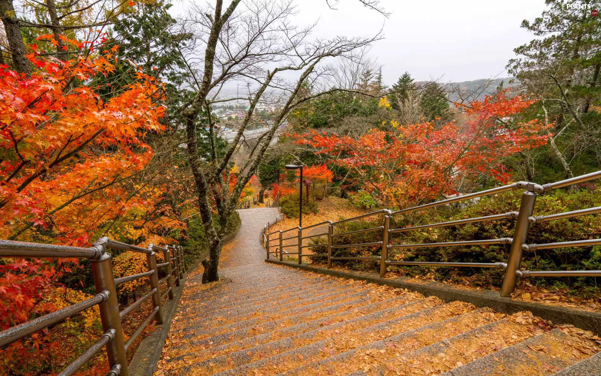viewes, autumn, color, Leaf, Stairs, trees
