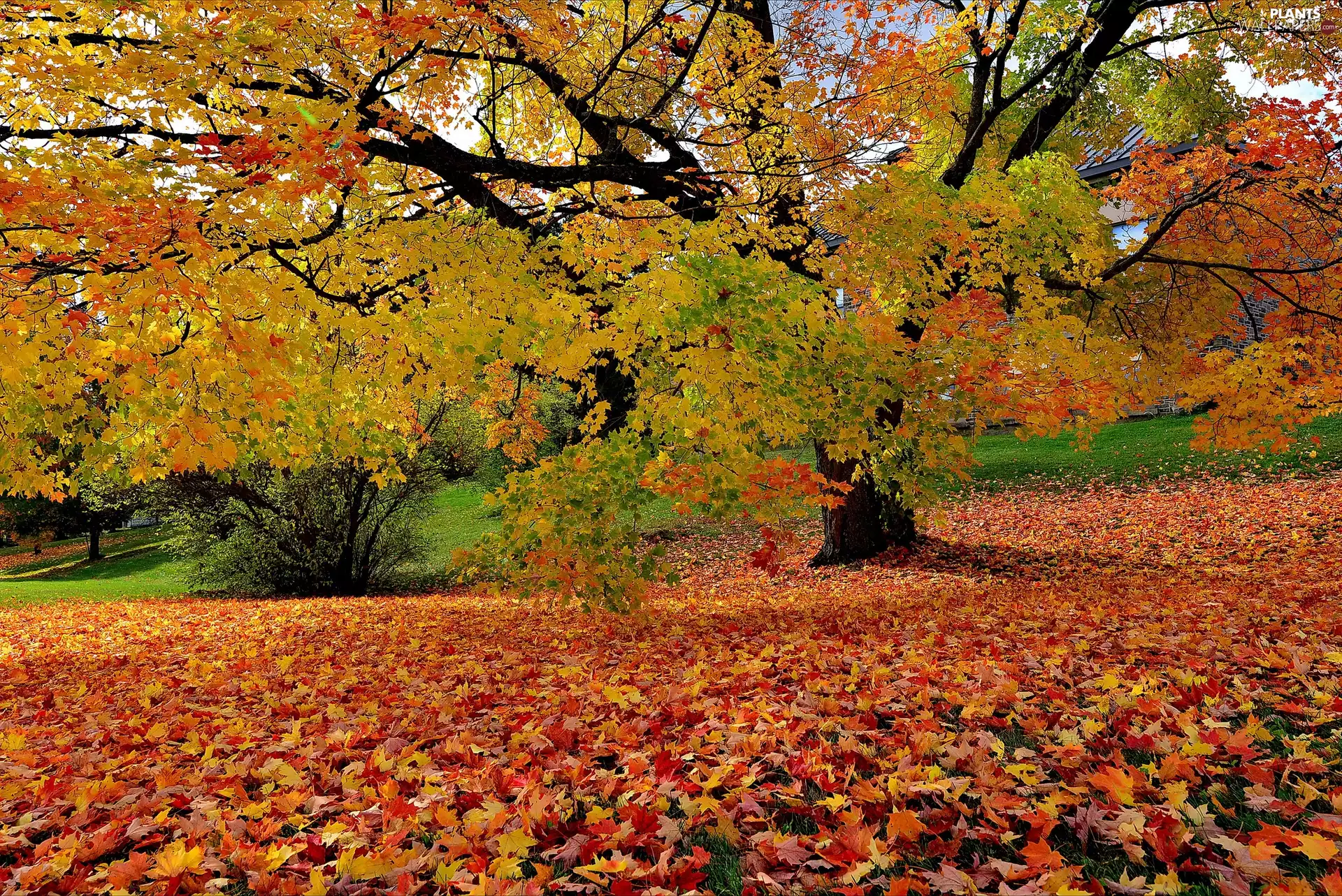 viewes, Park, fallen, Leaf, autumn, trees
