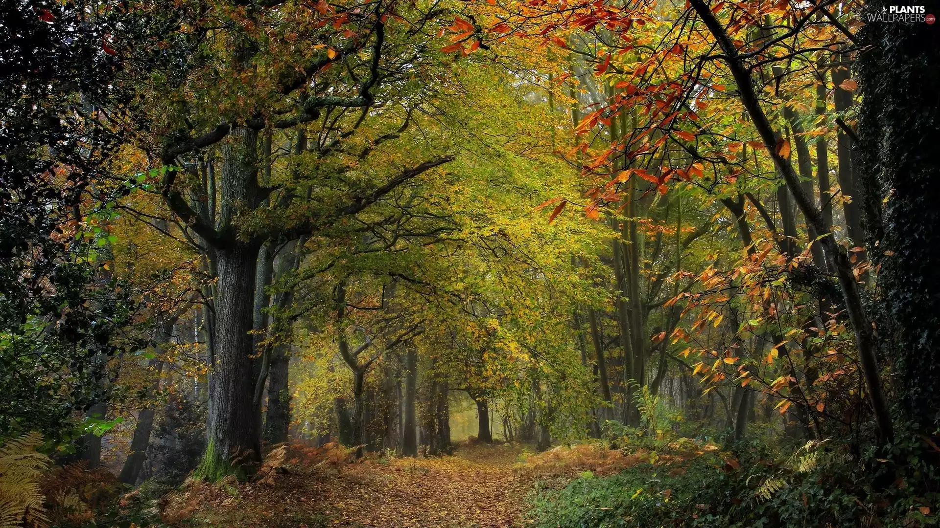 viewes, forest, fallen, Leaf, fern, trees