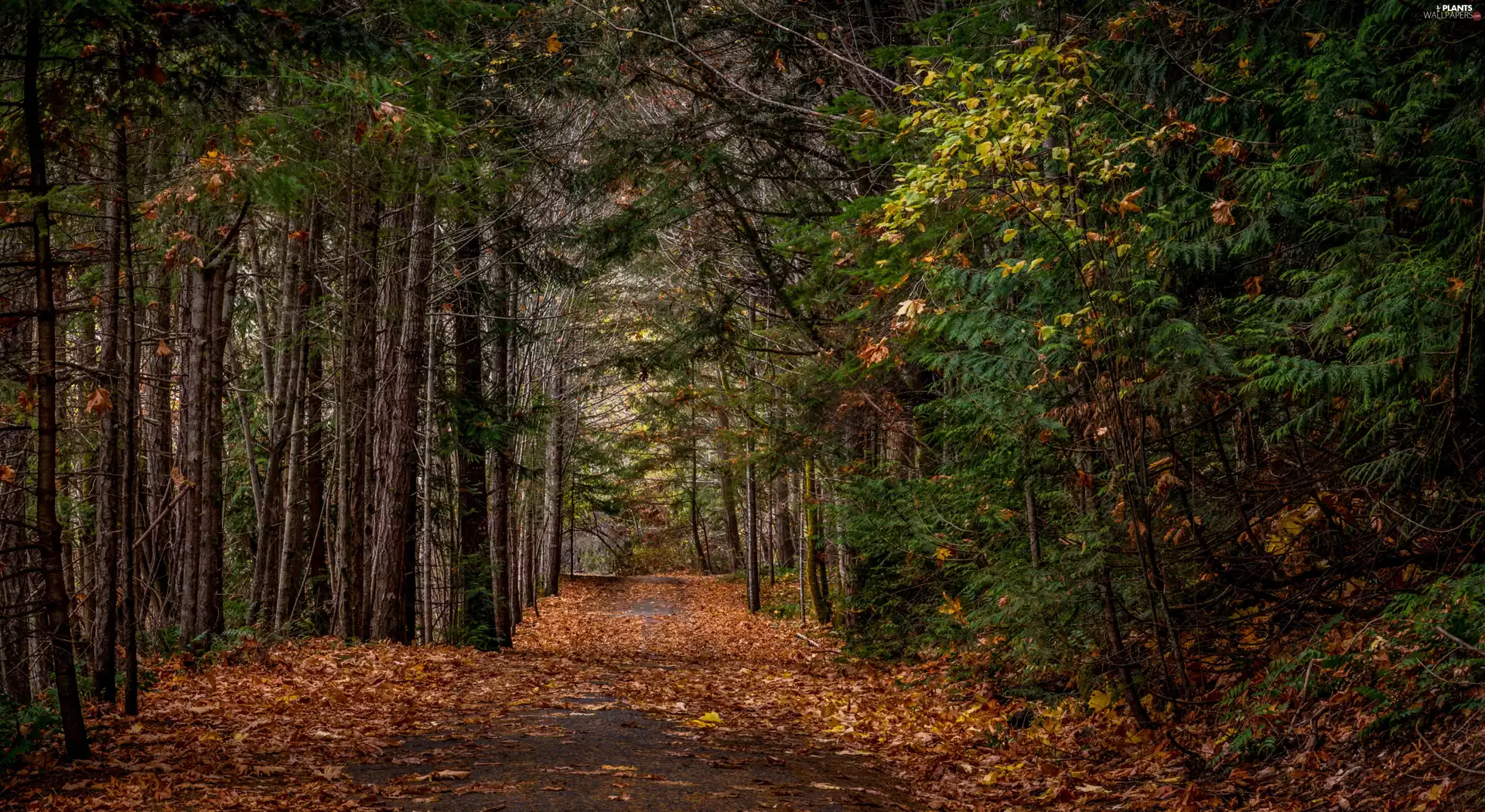 viewes, forest, fallen, Leaf, Way, trees