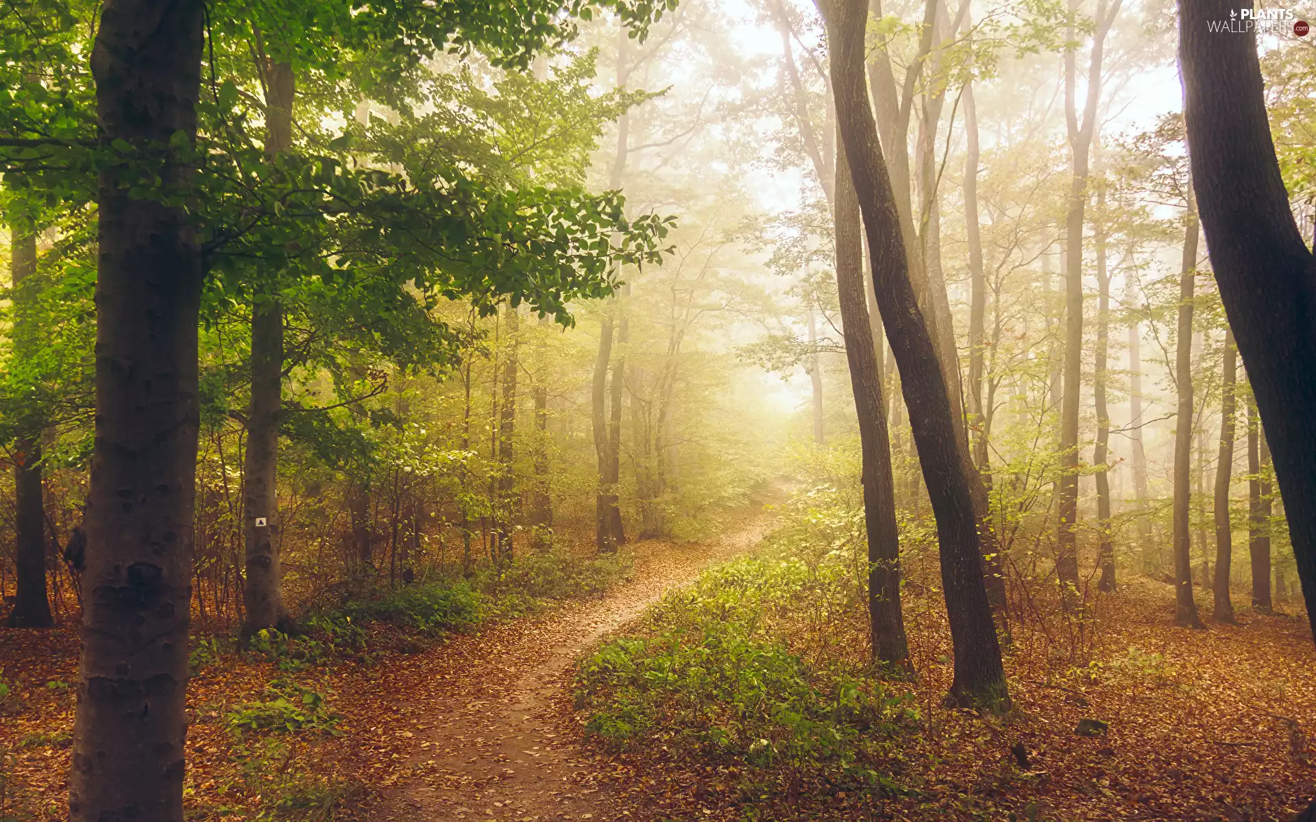 viewes, forest, Fog, Leaf, Path, trees