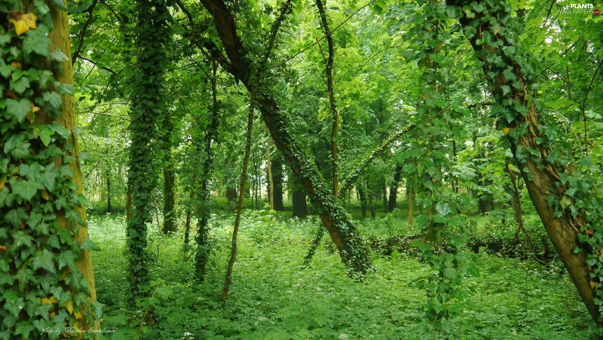 climber, Leaf, trees, viewes, forest