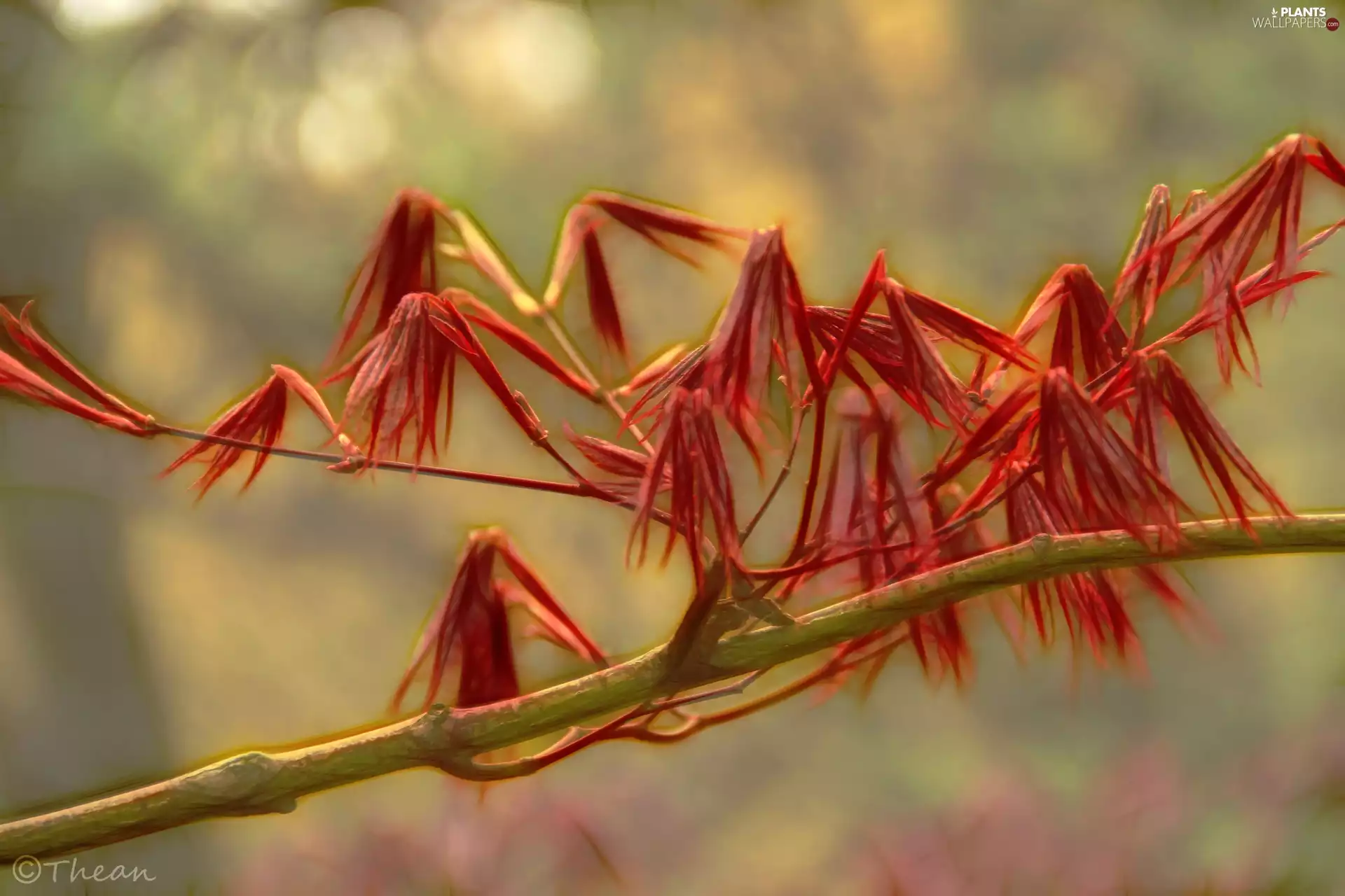 Leaf, Fractalius, trees
