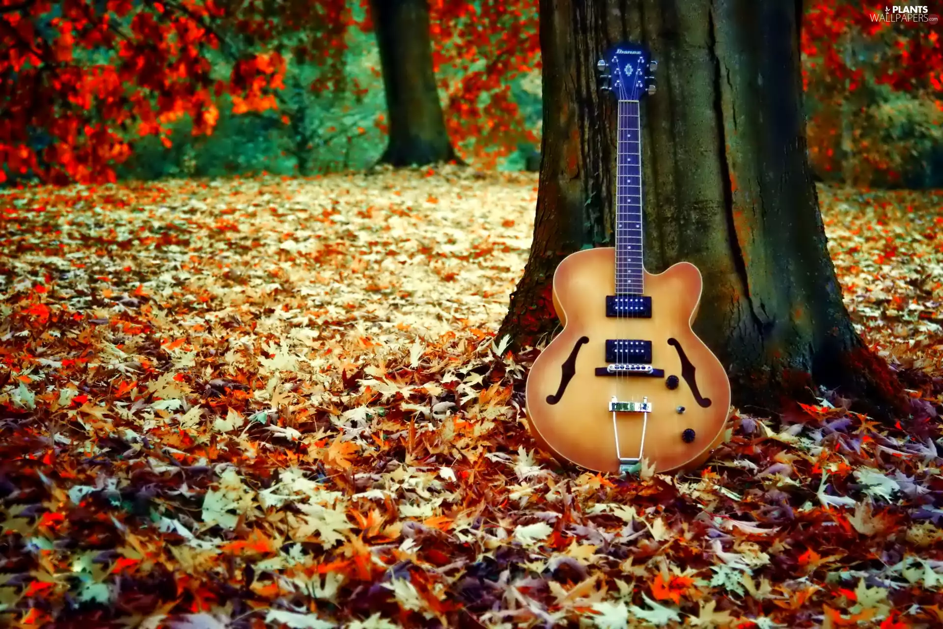 Leaf, Guitar, trees