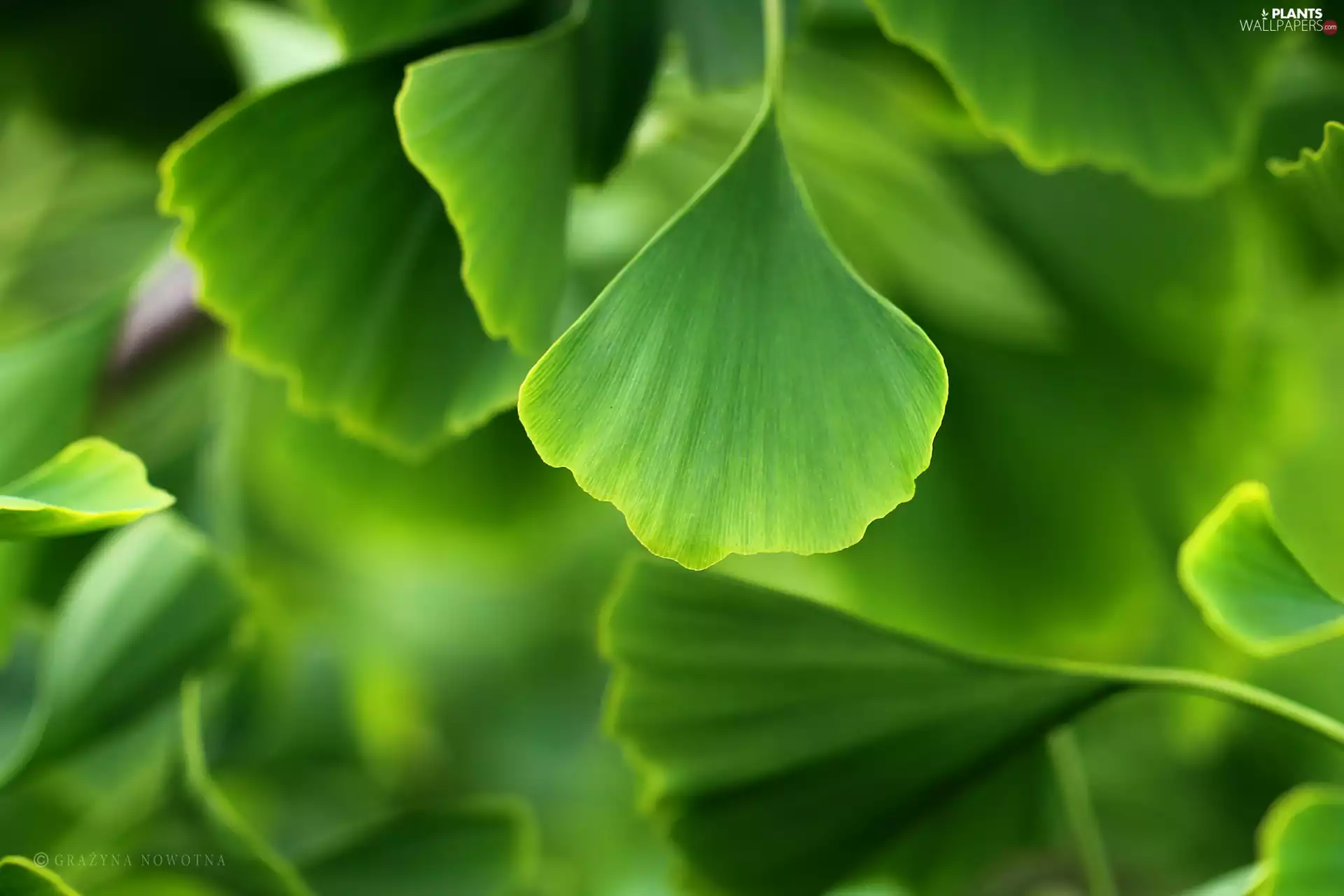trees, Ginkgo Japanese, Leaf