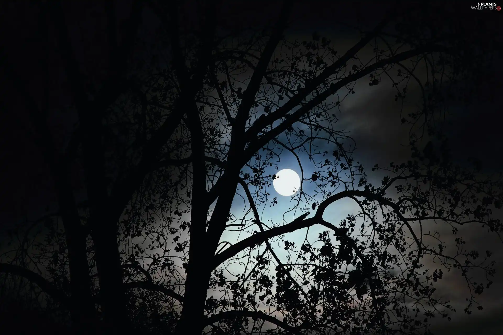 trees, Moon, Leaf, fullness