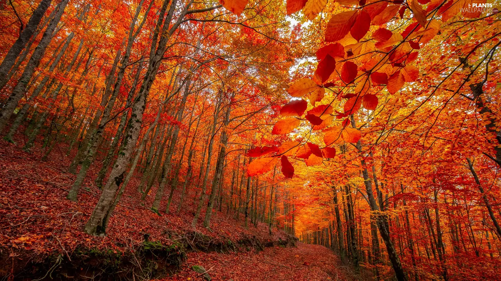 viewes, forest, Orange, Leaf, autumn, trees