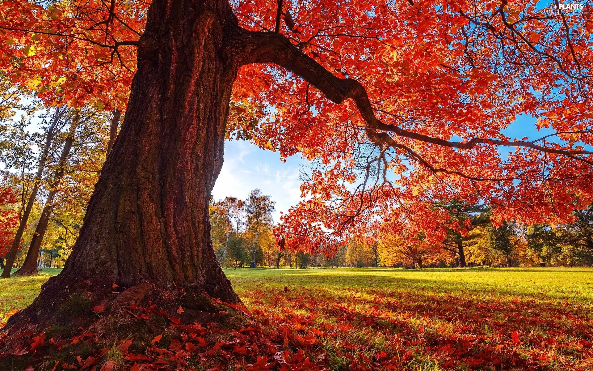autumn, Leaf, trees, oak, Park