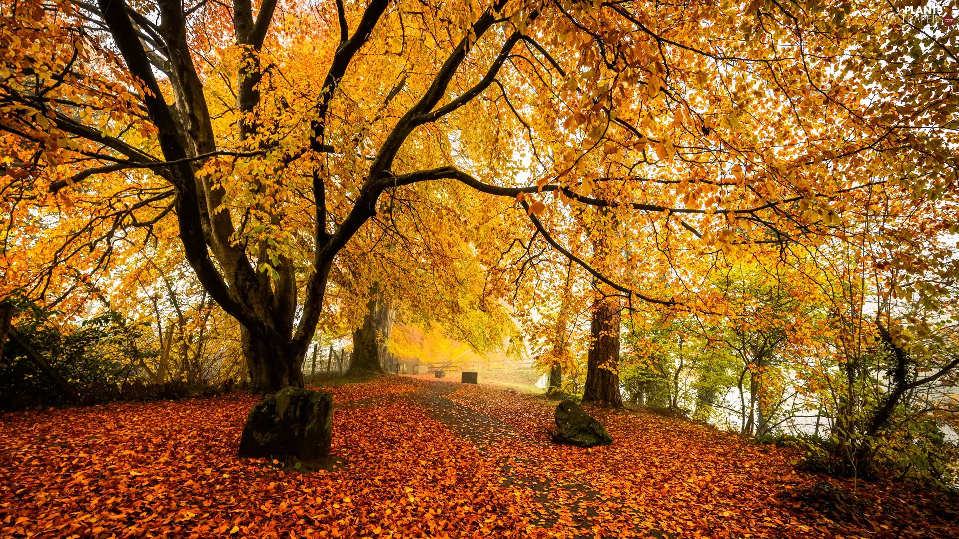 autumn, Leaf, trees, viewes, Park