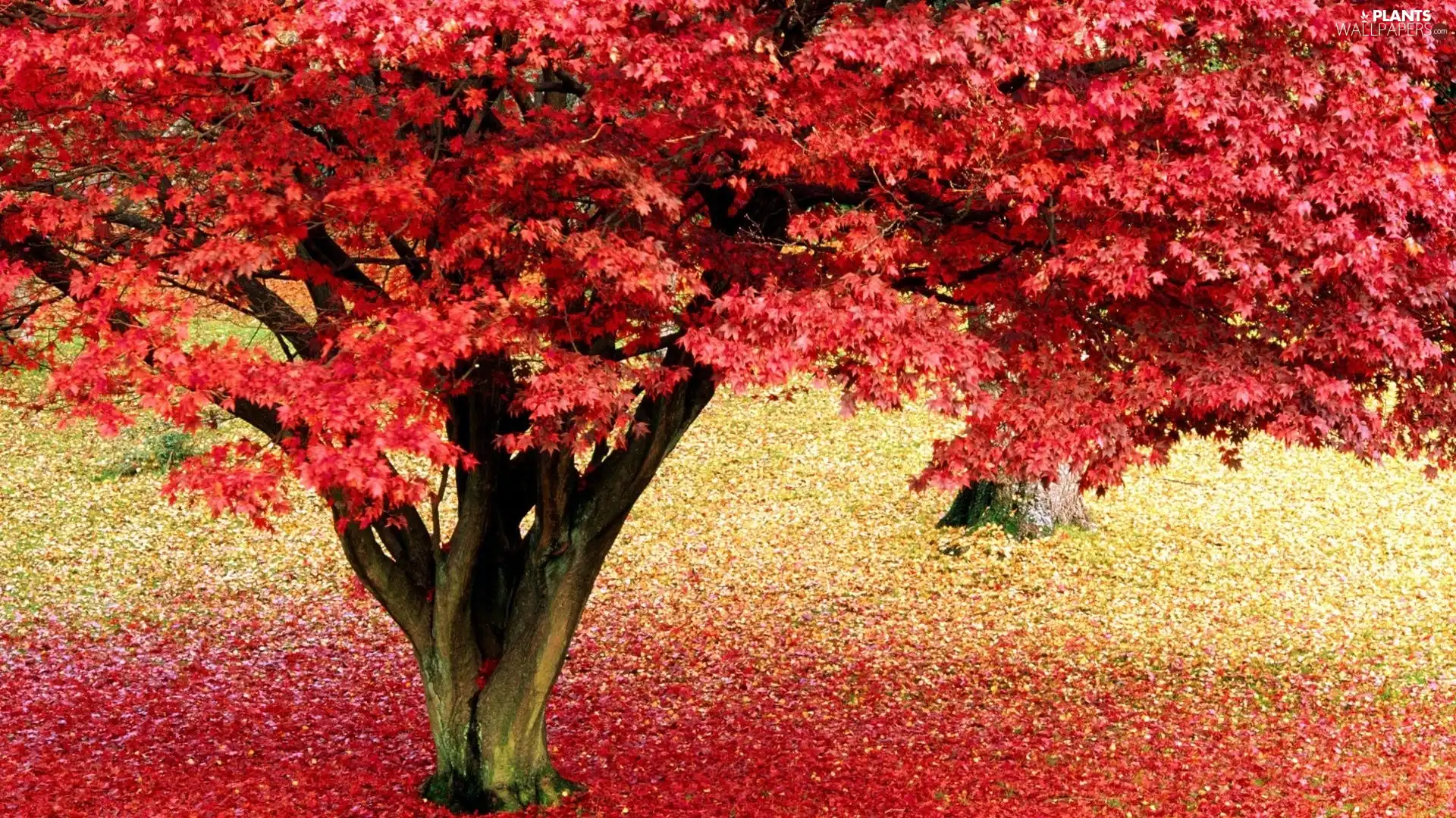 trees, Pink, Leaf, autumn
