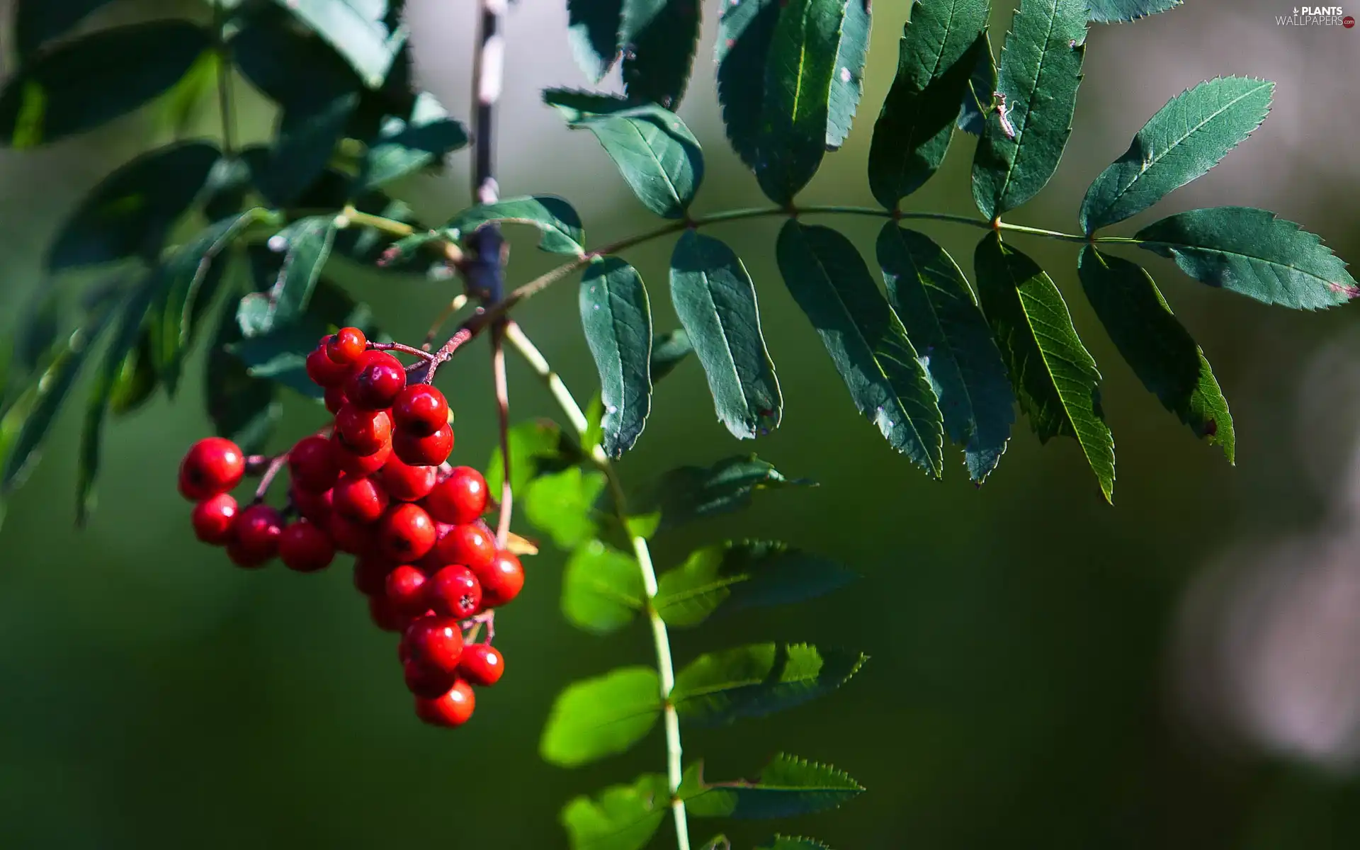 trees, Plant, Leaf, branch