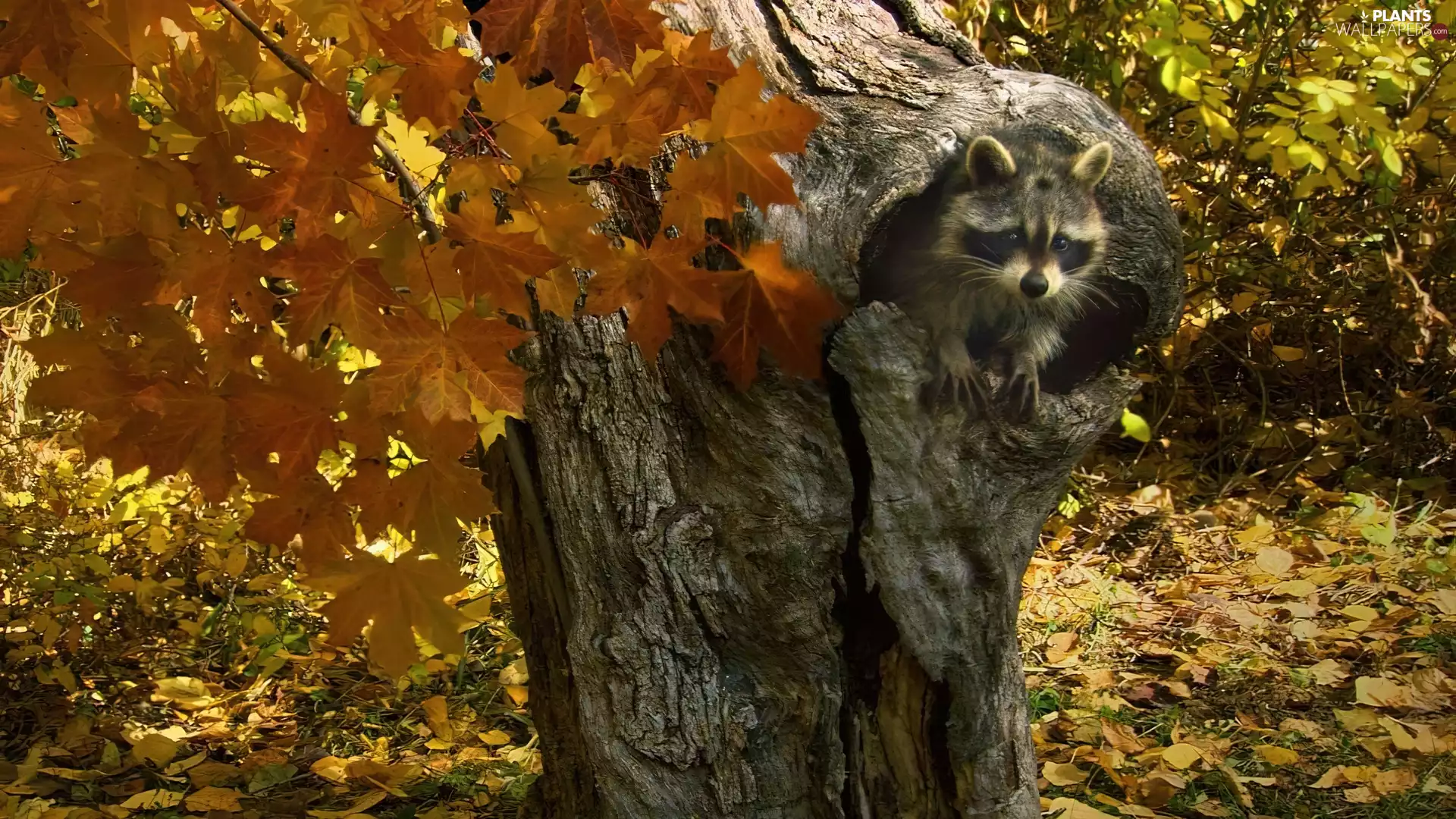 Leaf, raccoon, trees