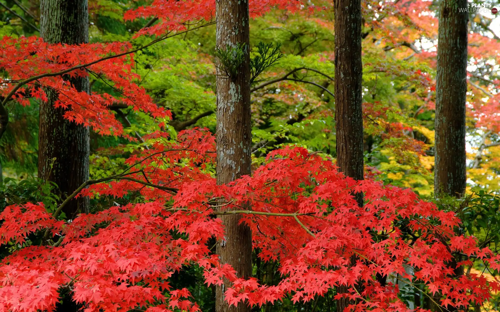 trees, Red, Leaf, viewes