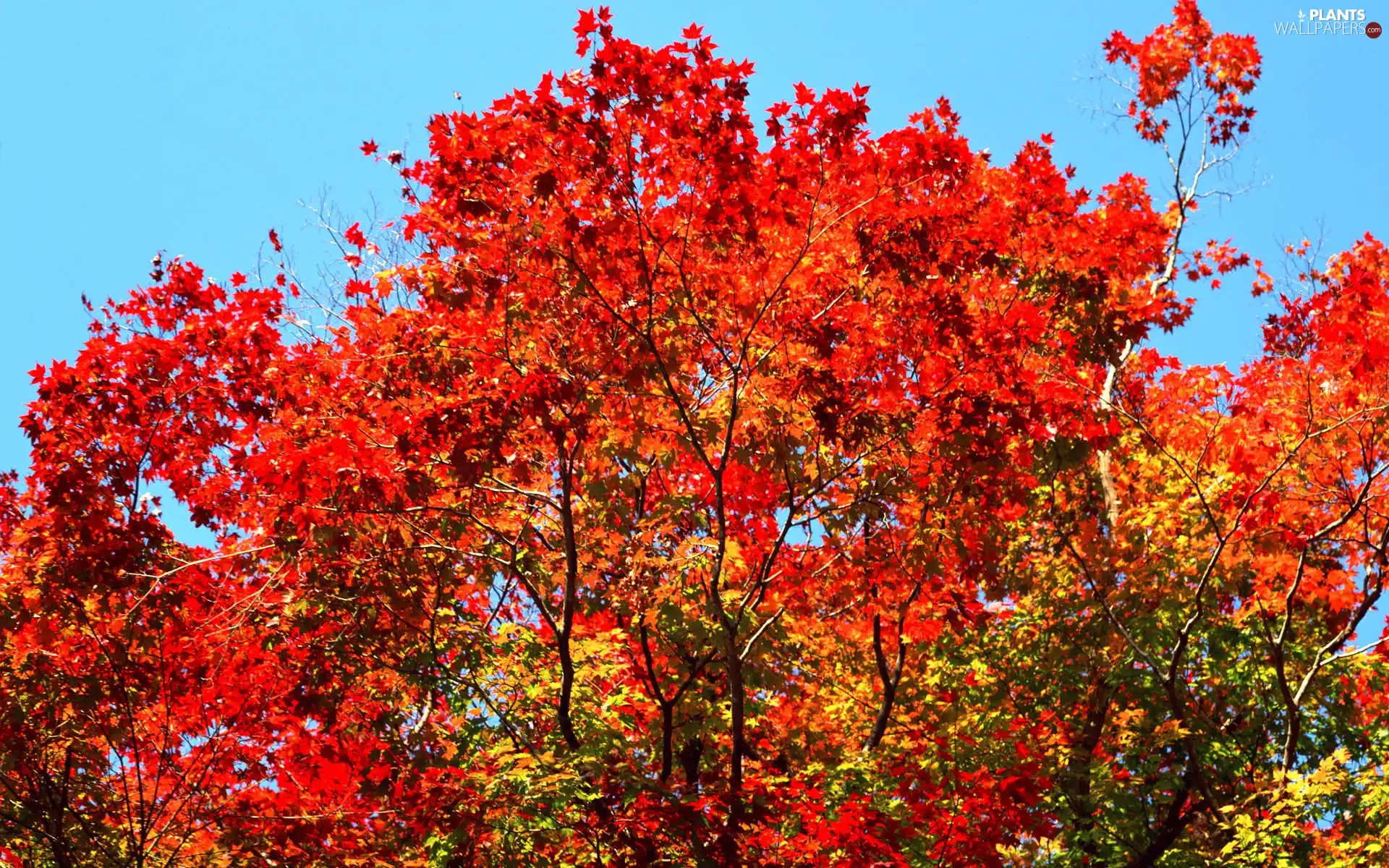 trees, Red, Leaf, viewes