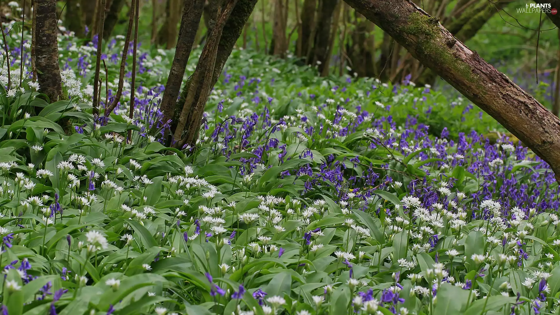 viewes, forest, ringtones, Leaf, Flowers, trees
