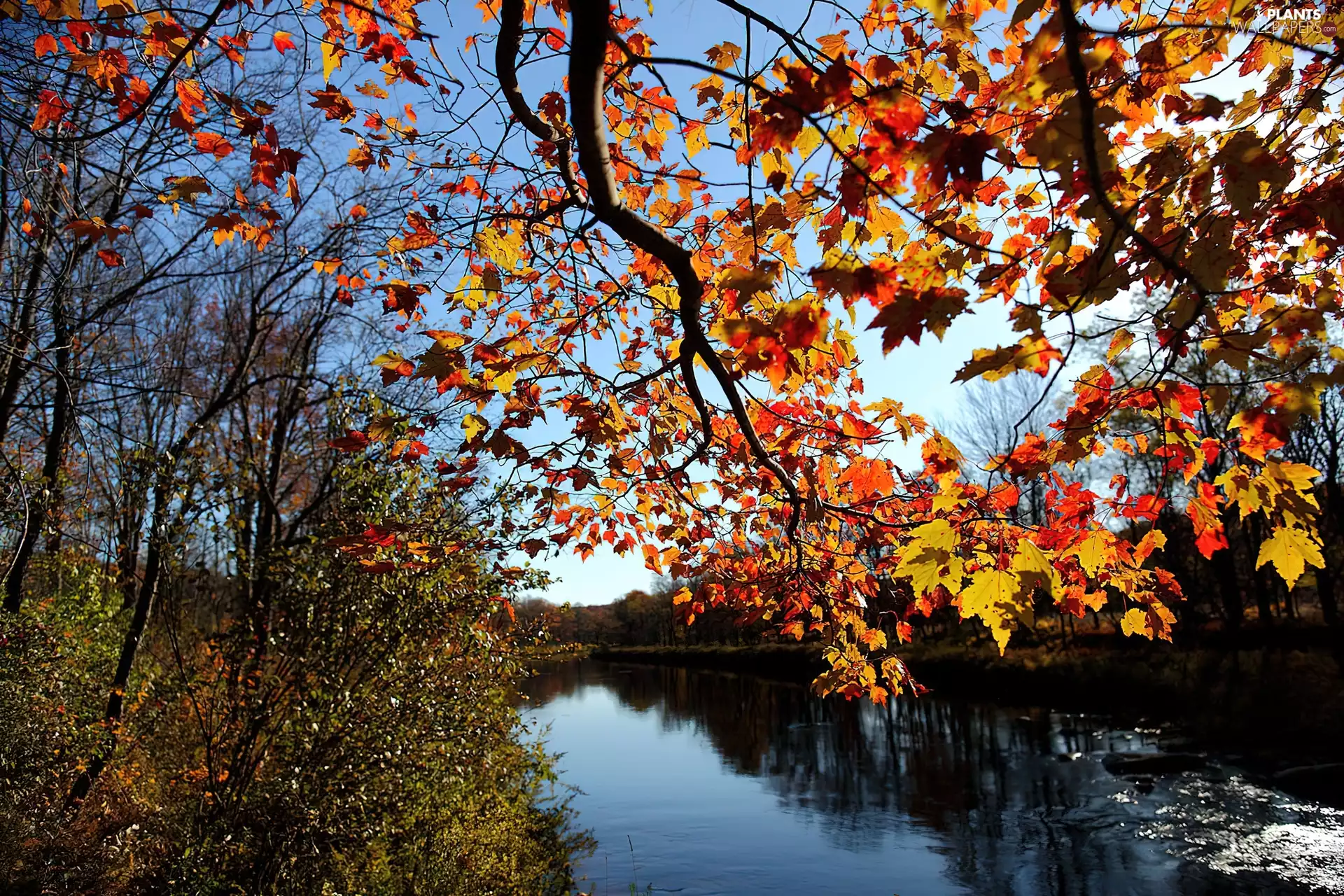 Autumn, Leaf, trees, viewes, River