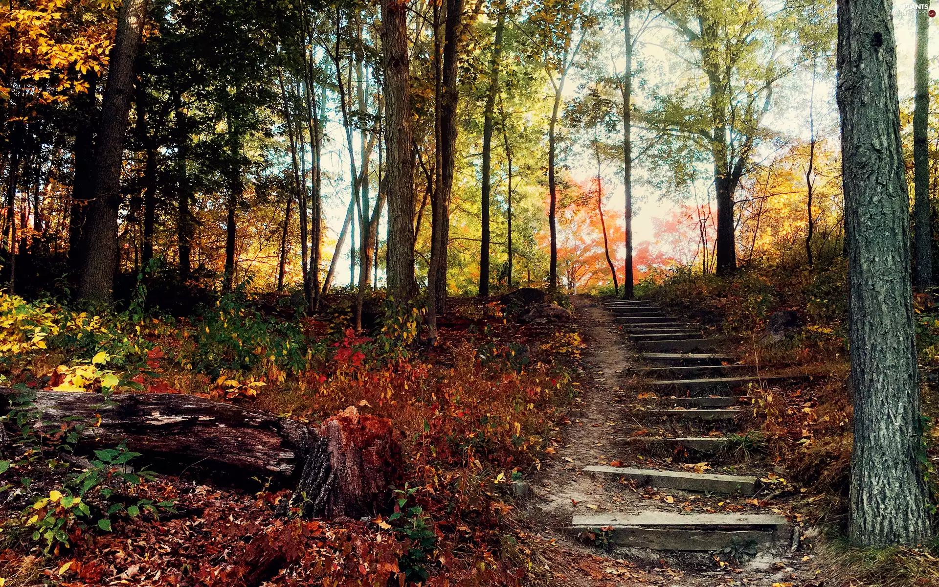 viewes, autumn, Stairs, Leaf, Park, trees